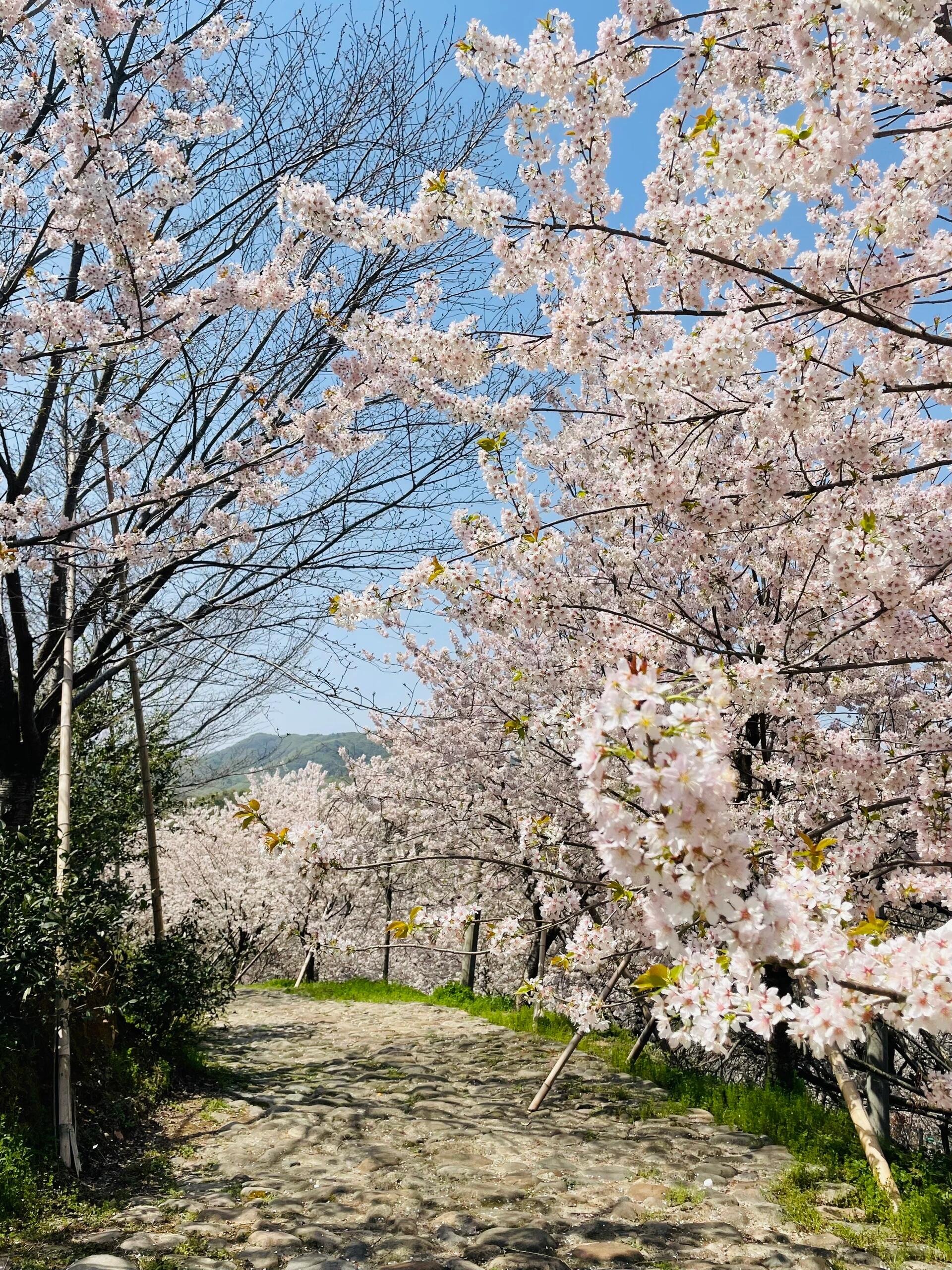 路边粉白色花的树图片