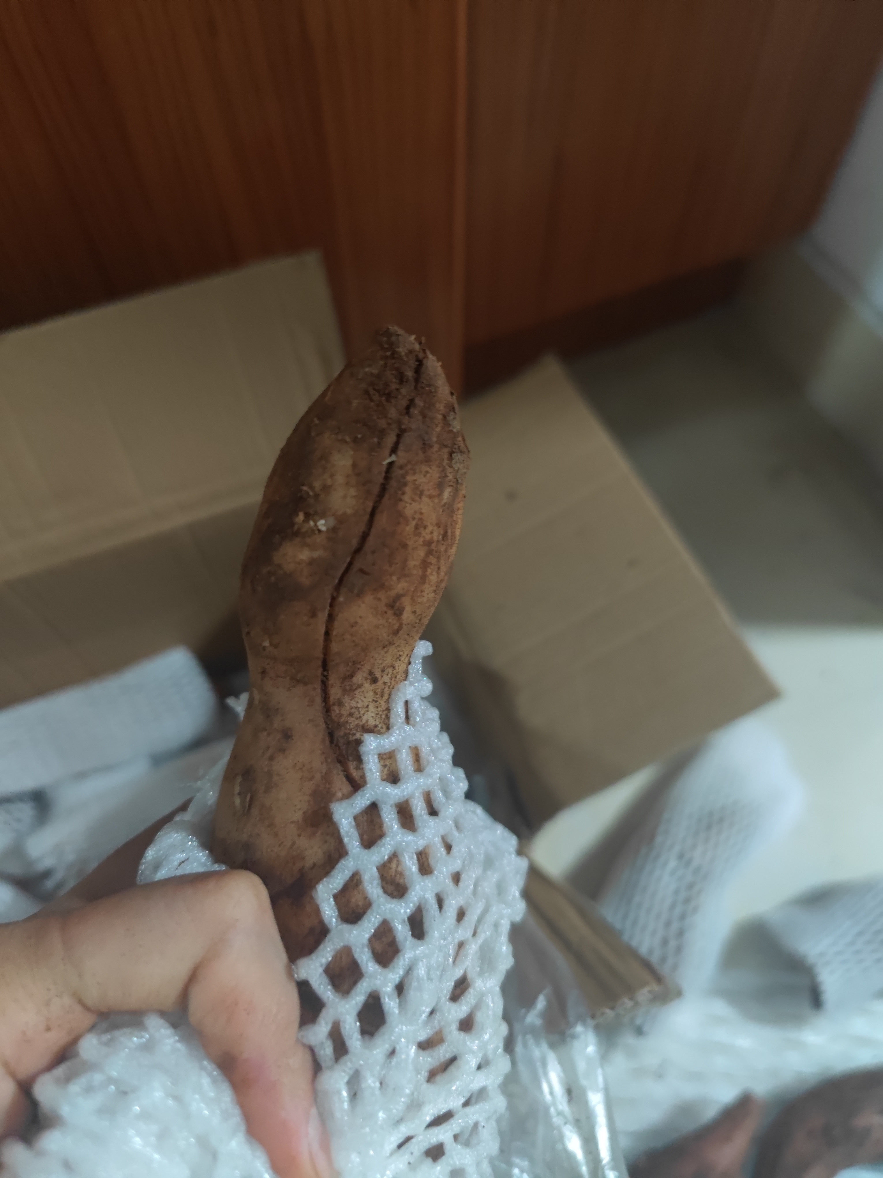 今天尝试了天山雪莲果,真的很脆,有甜味,也有一点苦.