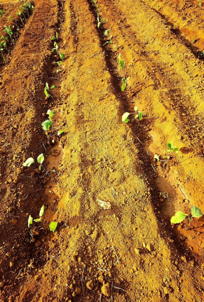 闲情逸致爱栽花,点豆种瓜也不差.辣椒半垄菜一畦,春光神似仙人家.