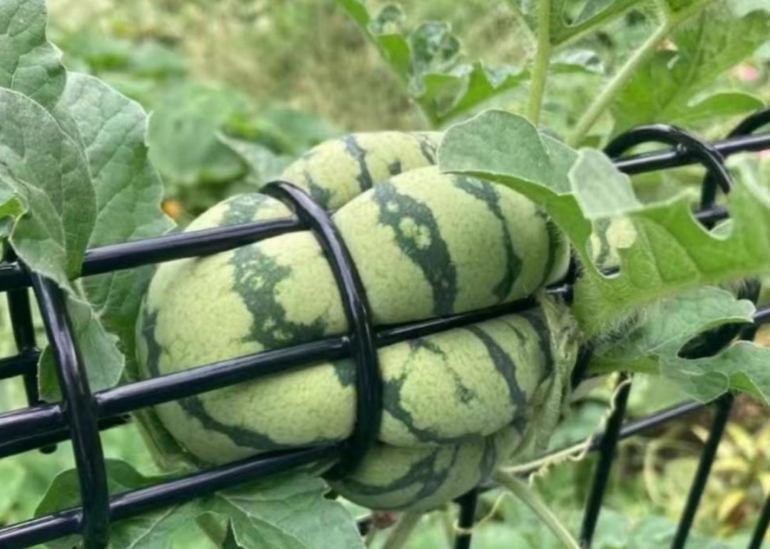 邻居家种了很多西瓜,有的跑到我家在围栏上结个果子,这瓜太坚强了在