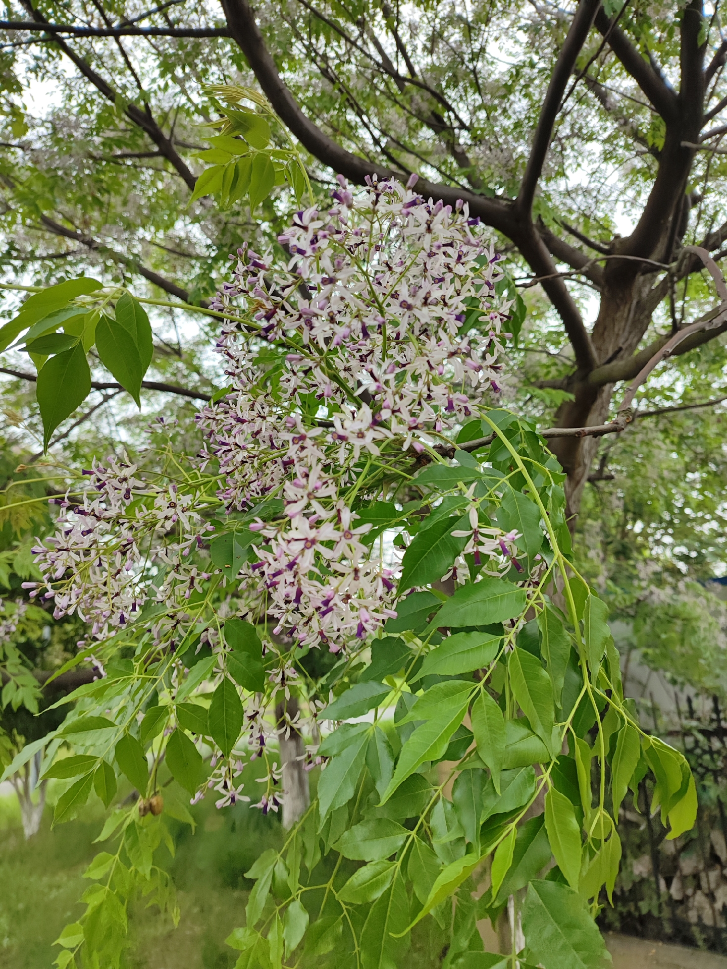 苦刺花树图片