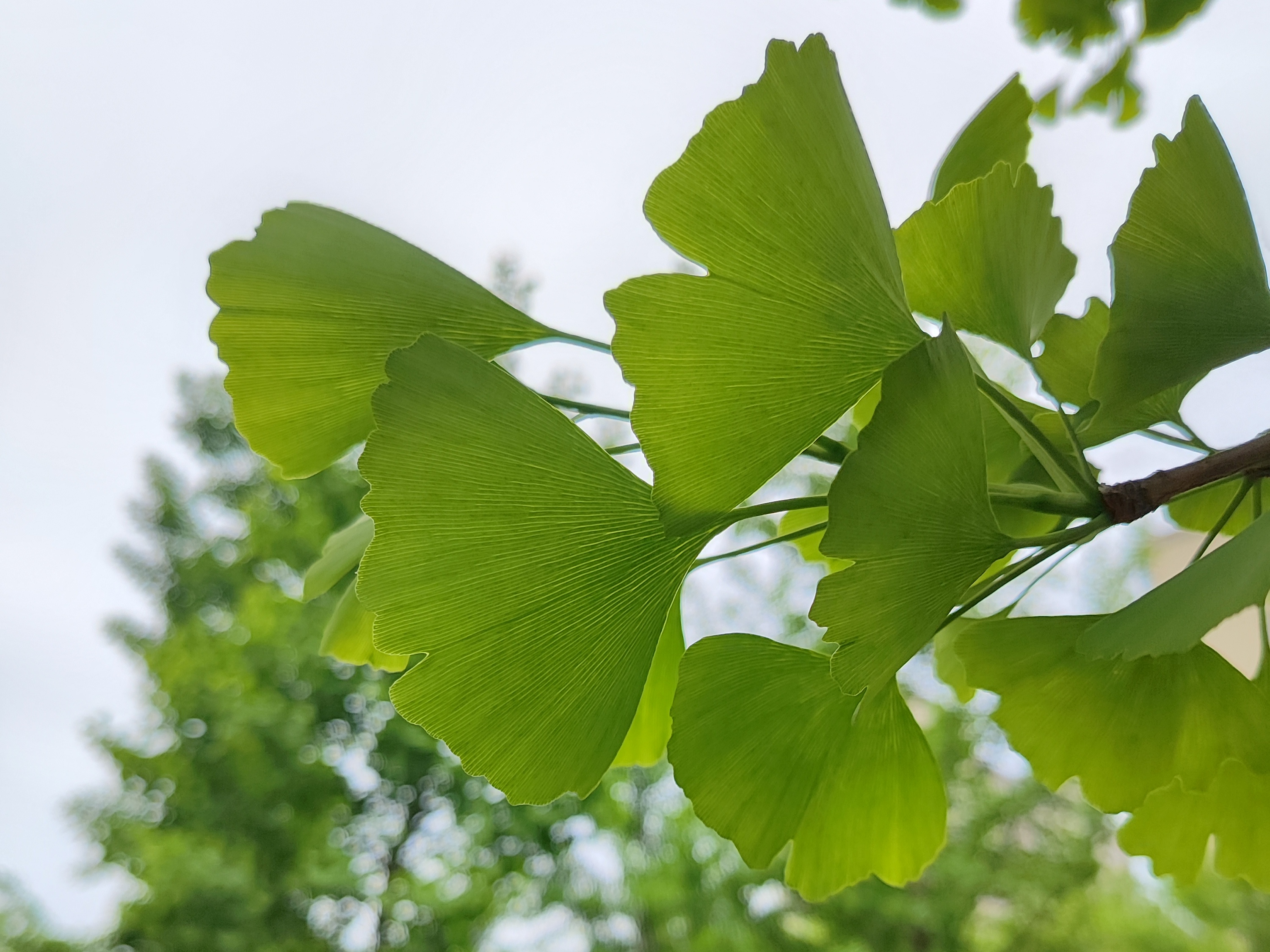 97 小区附近有片银杏树林