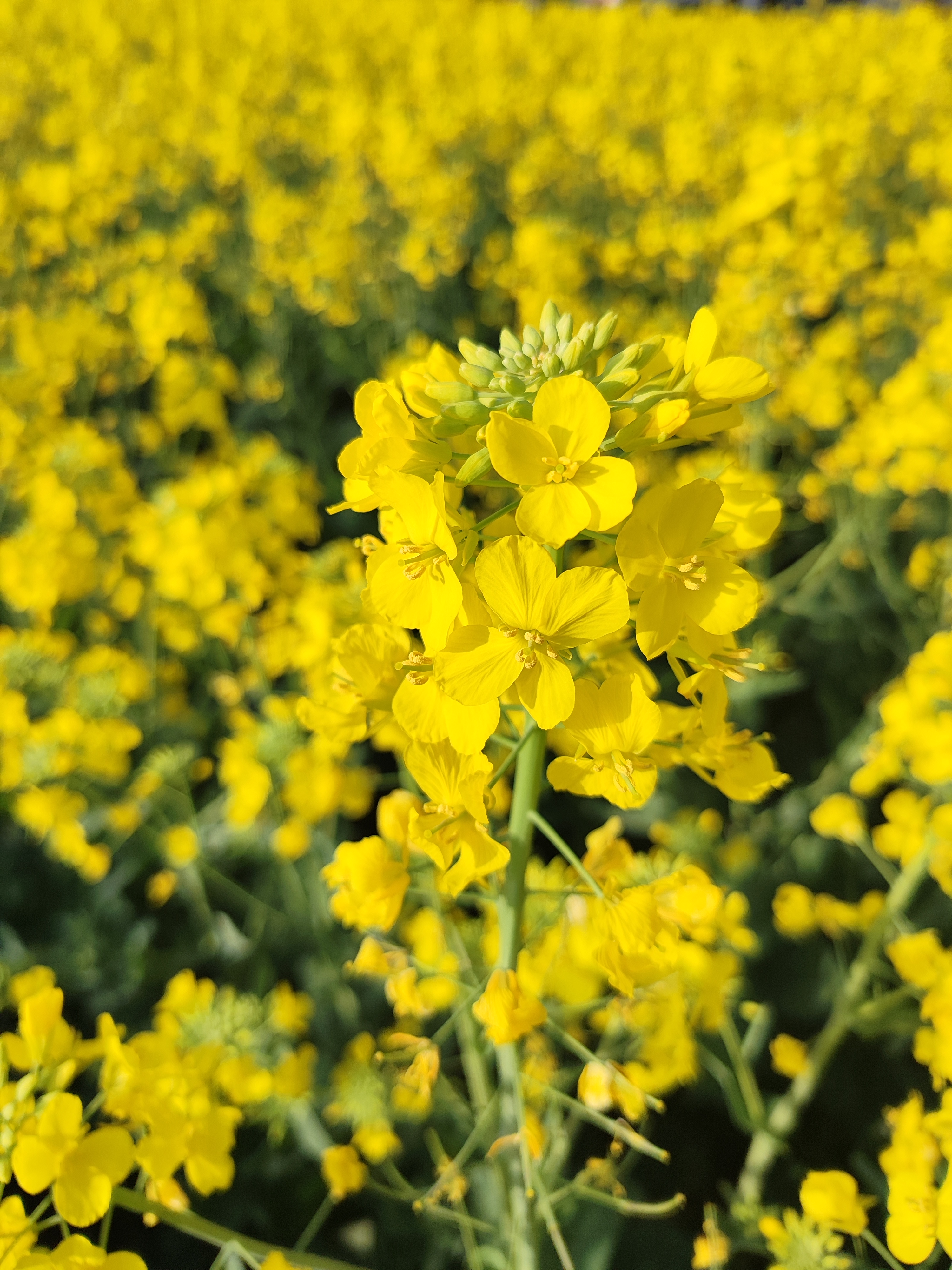 《油菜花》 暄风越野泛春光,水畔村旁竞吐芳