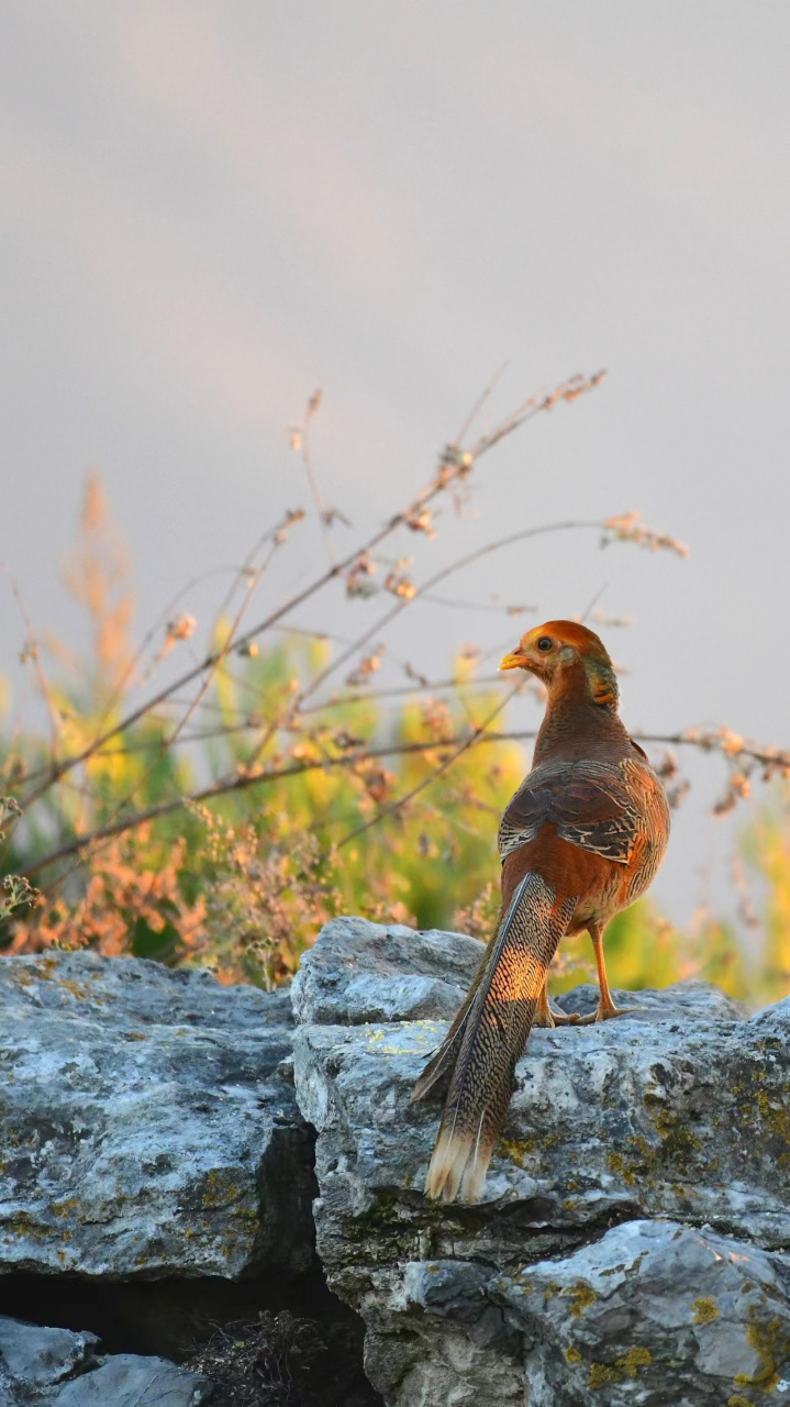 终于在太阳落山前让我捕捉到了红腹锦鸡那婀娜的身姿,太漂亮了