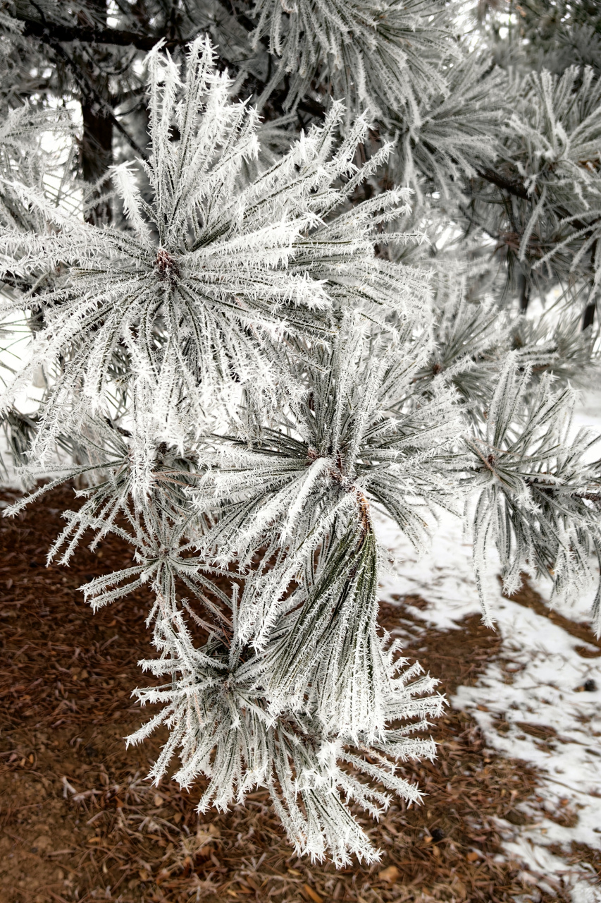 雪覆红尘万物寂静,冰封世界寒风剌骨,这就是北方每年最让人瑟瑟发抖的