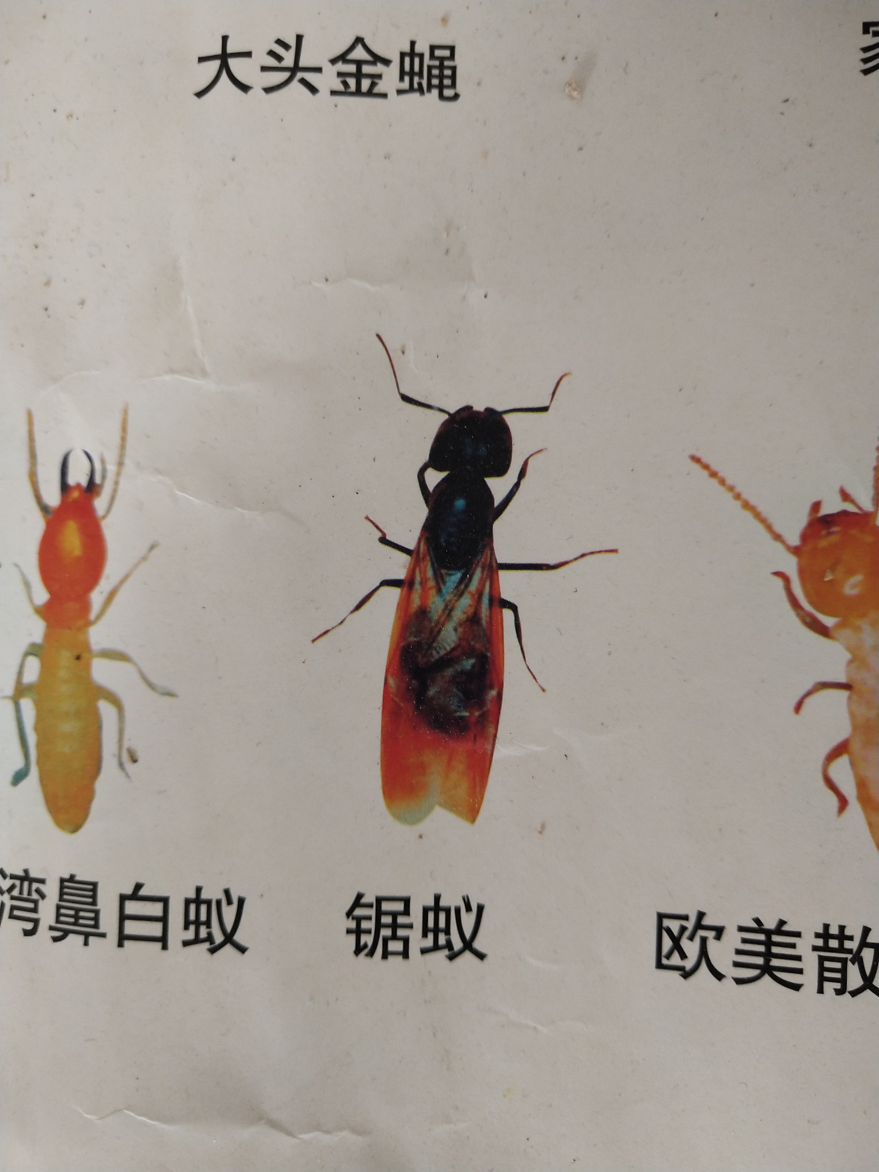 白蚁婚飞的季节到了,要找一个新的环境繁殖