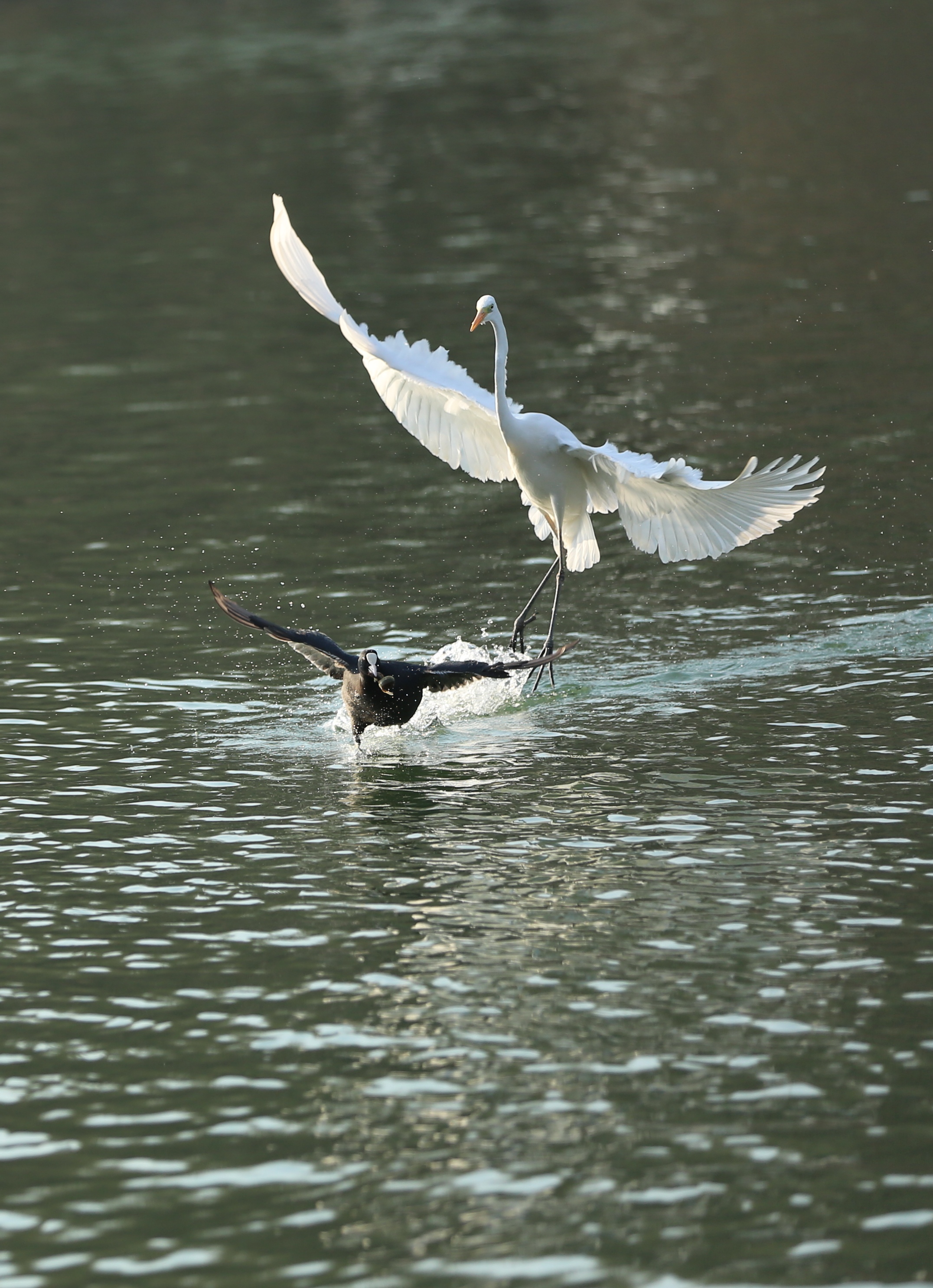 太原的汾河岸边,越来越多的白鹭,苍鹭如约地回到了这里,为我们带来又