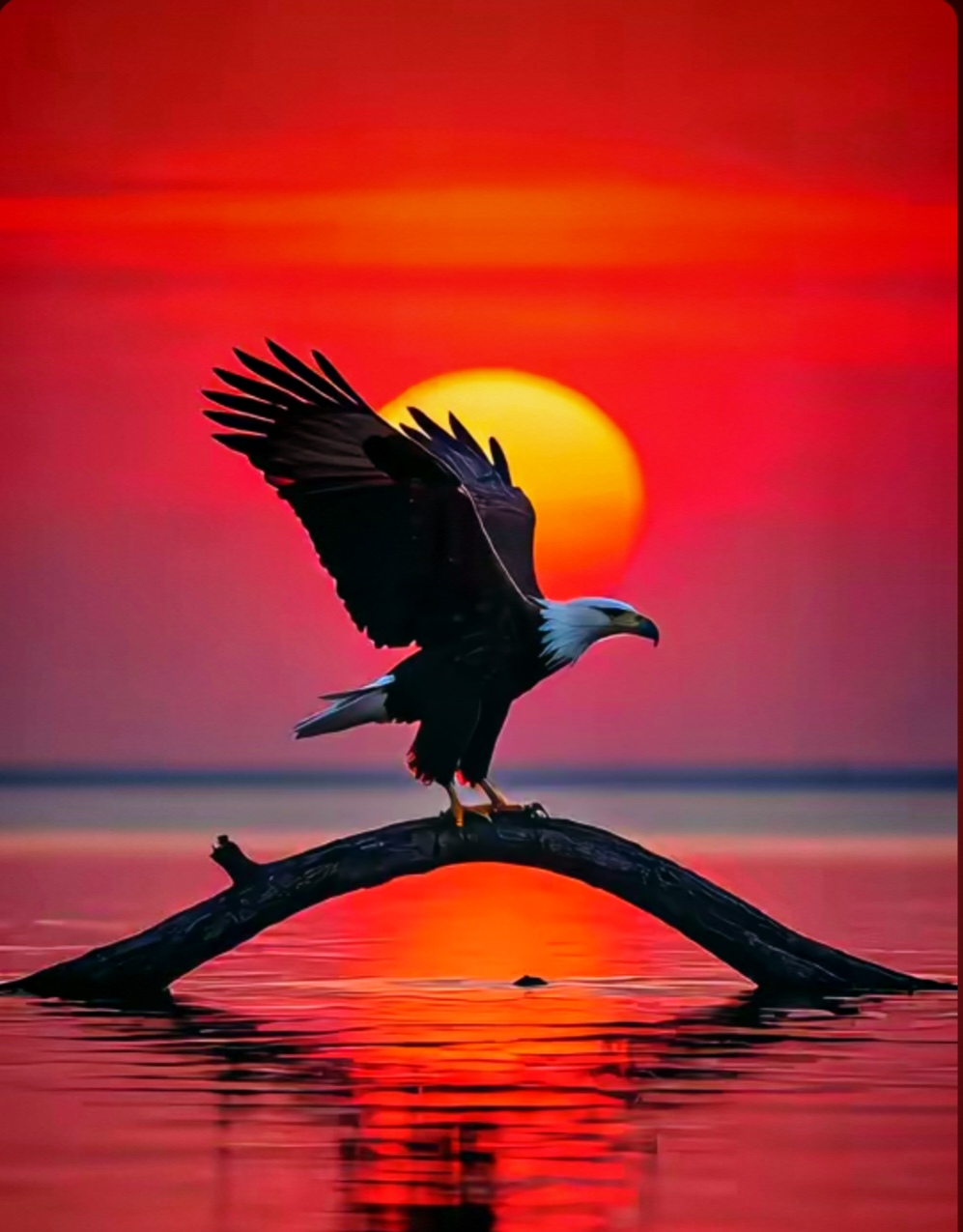 迎着朝阳散步 心情舒畅兴奋 坚持微信旭日东升配老鹰旭日雄鹰高清图片