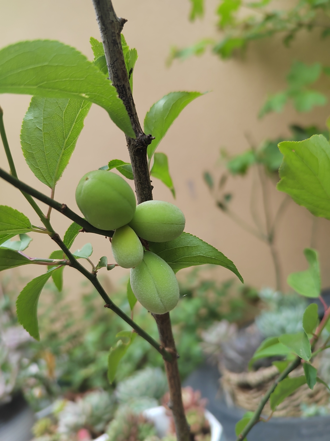 梅花枝条上结了几颗果子,请问是不是所谓的梅子?