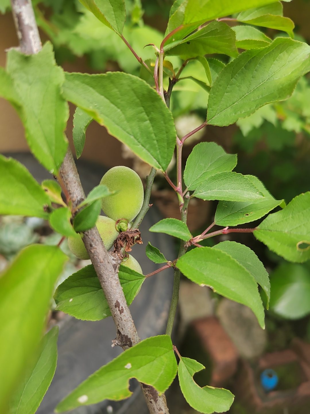 梅花枝条上结了几颗果子,请问是不是所谓的梅子?