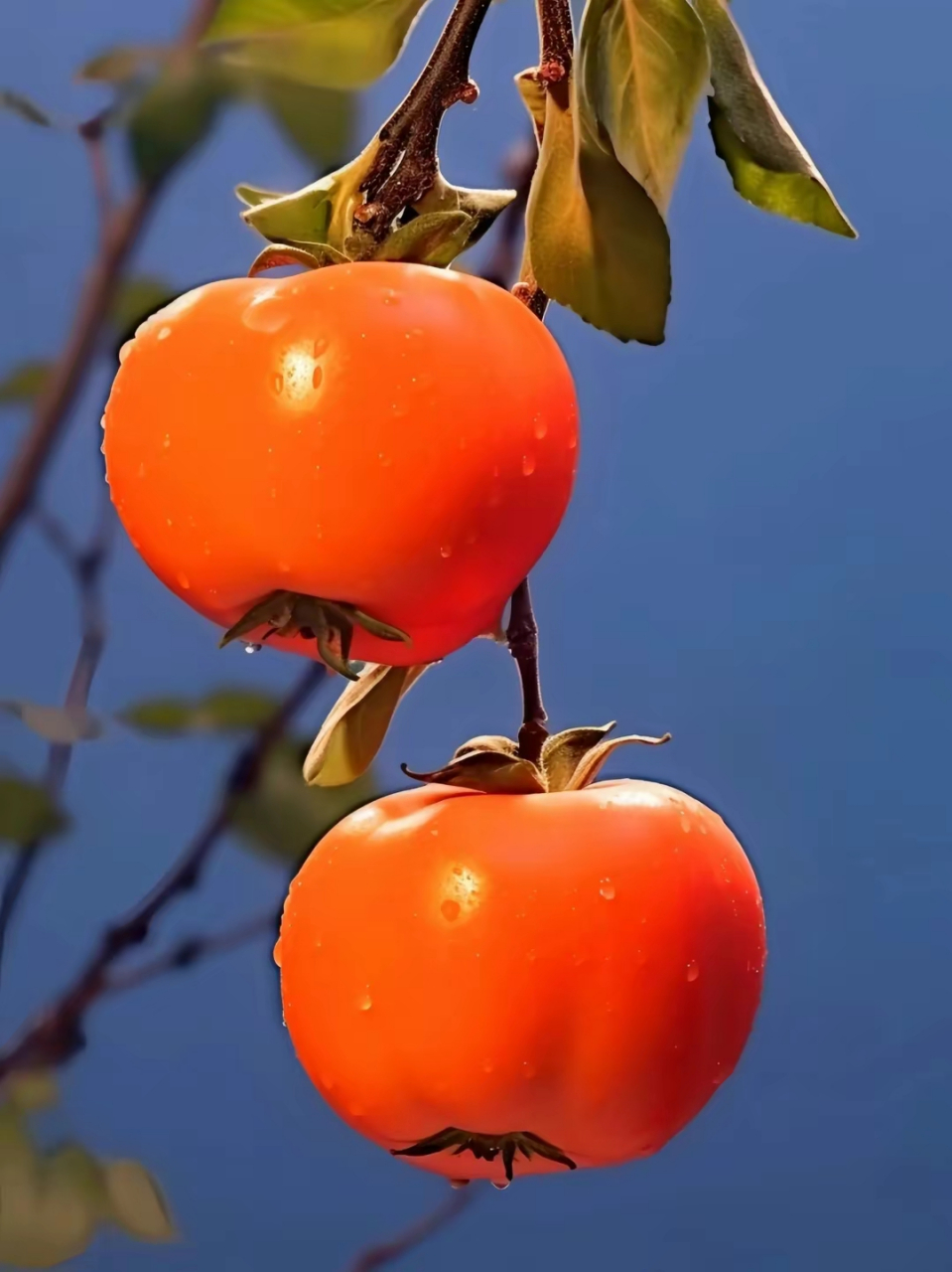 "柿柿"如意,大吉大利 早安,朋友们!