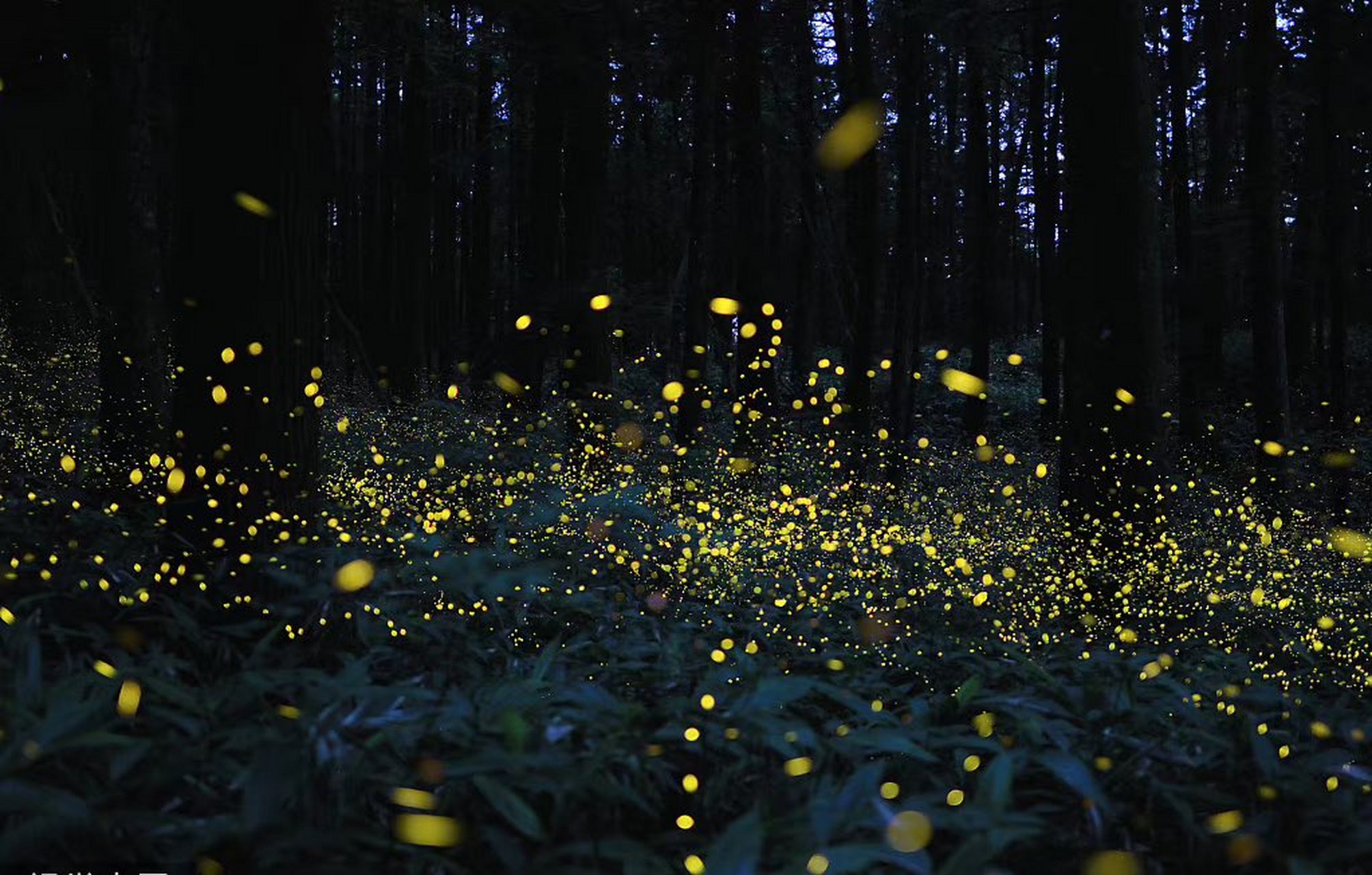 虫鸣蝉叫,流萤 飞舞;  仲夏夜晚,繁星璀璨.  晚安9895