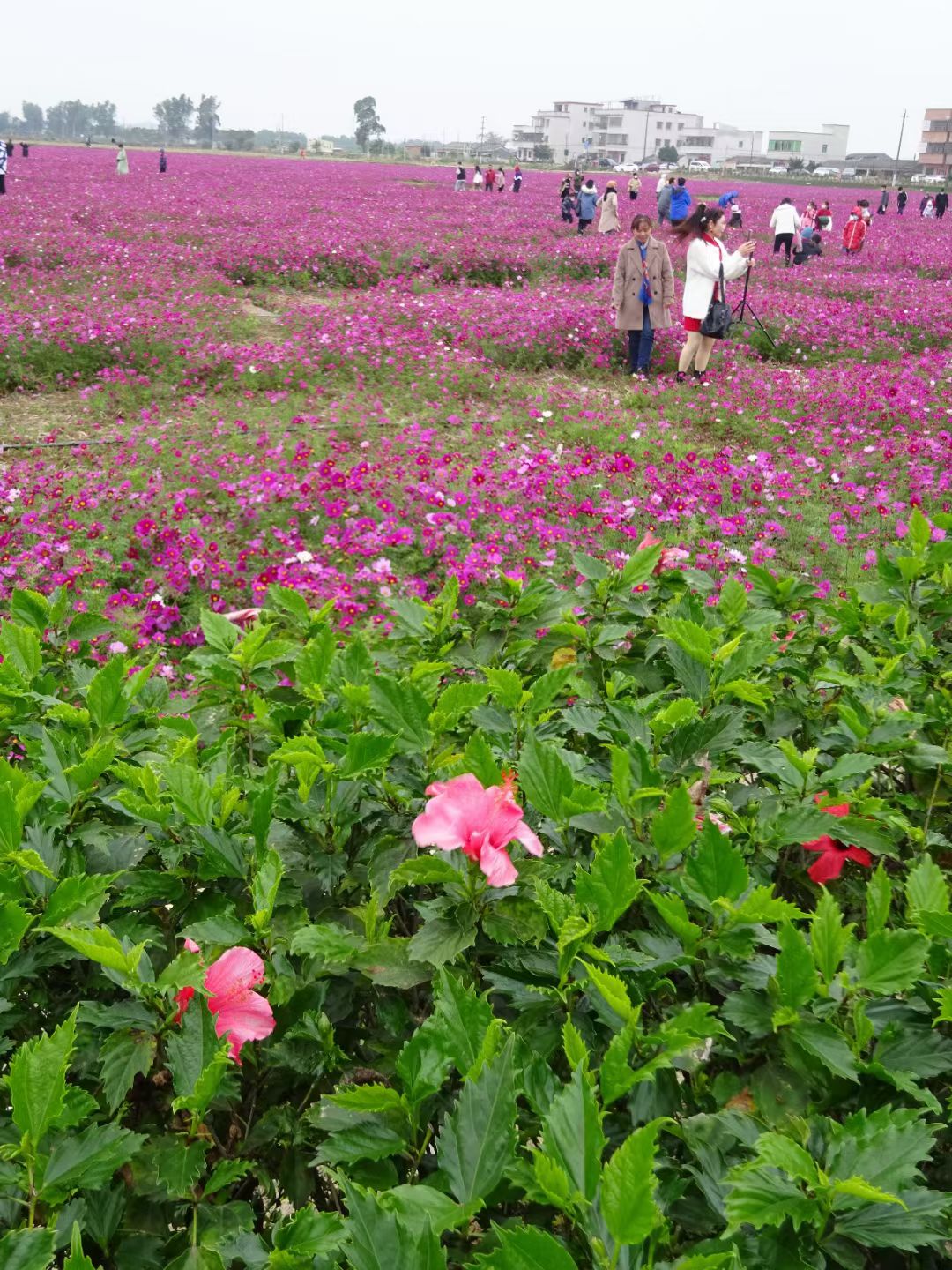 珠海格桑花海图片