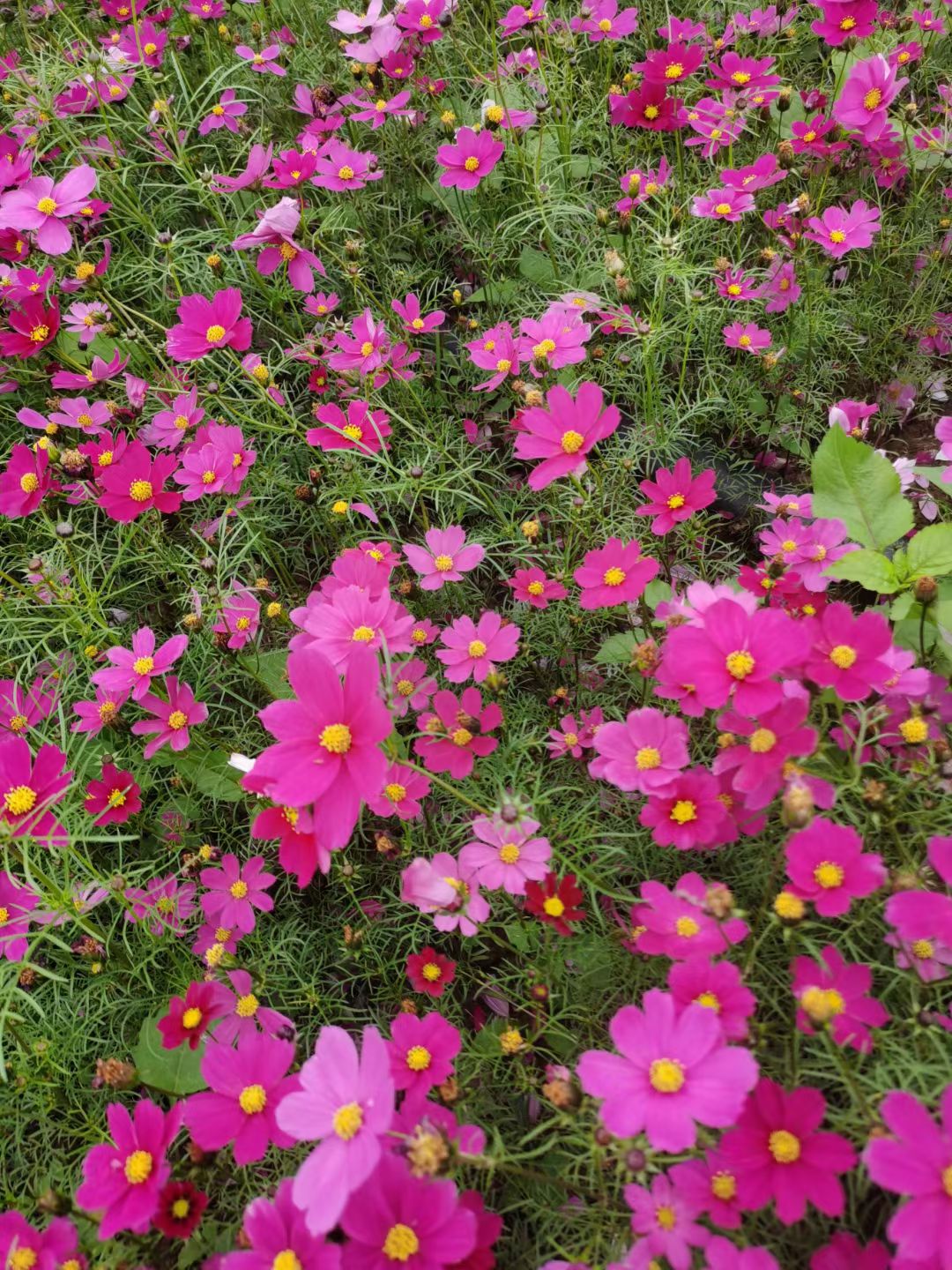 平沙格桑花海图片