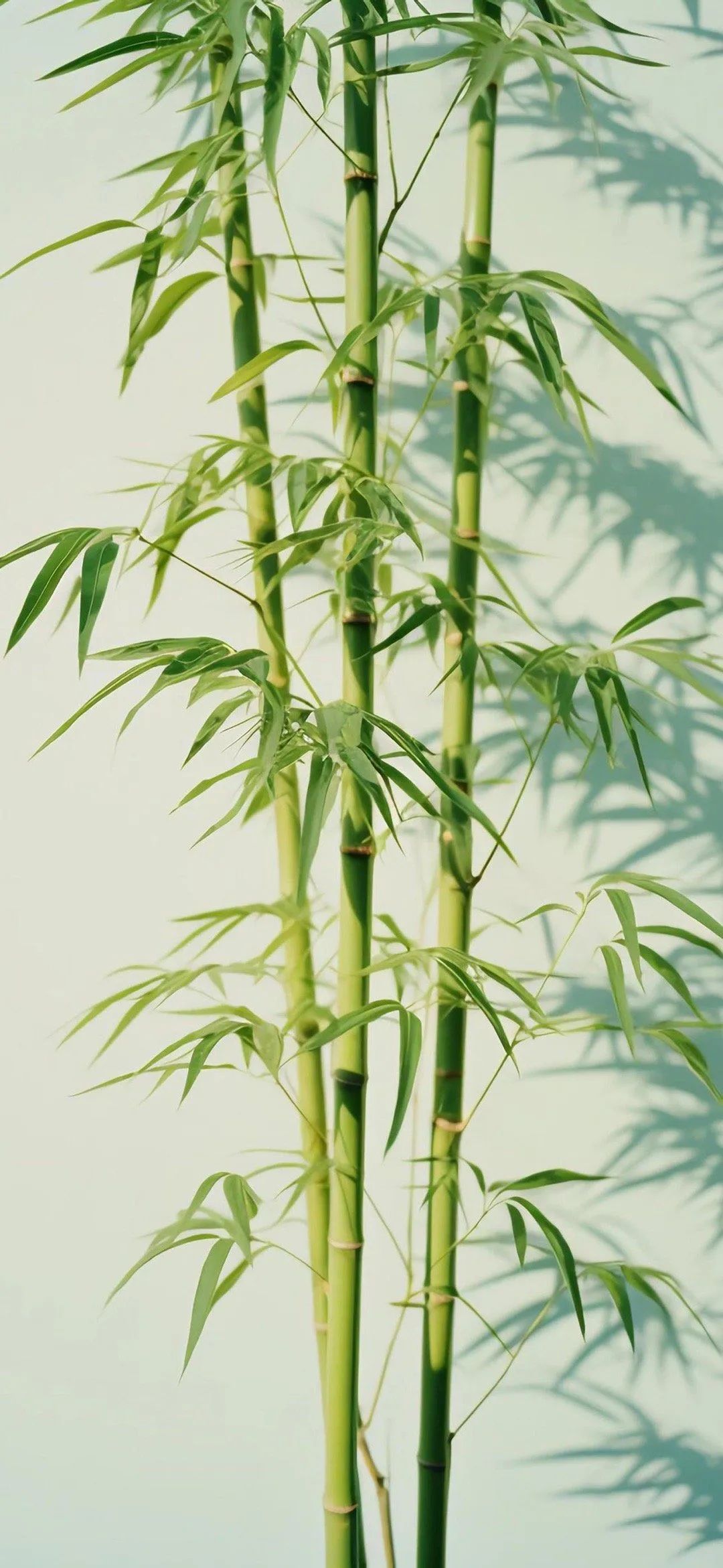 手机壁纸绿竹:节节高升! #壁纸