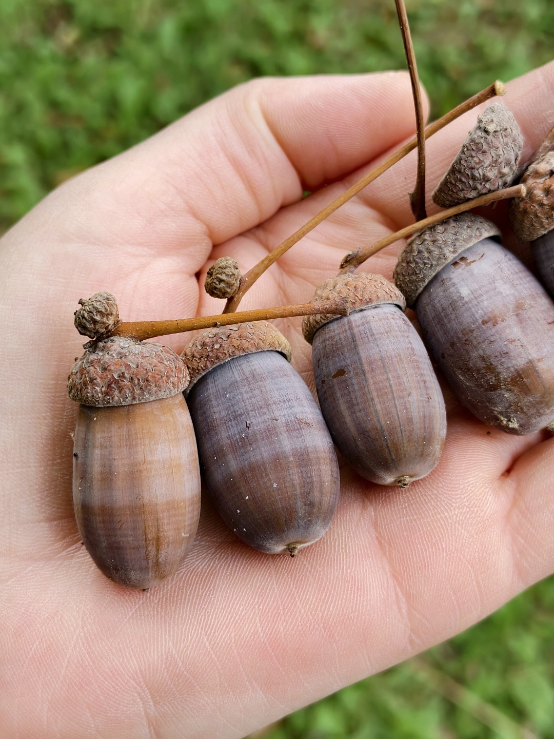 橡树的果实,橡子