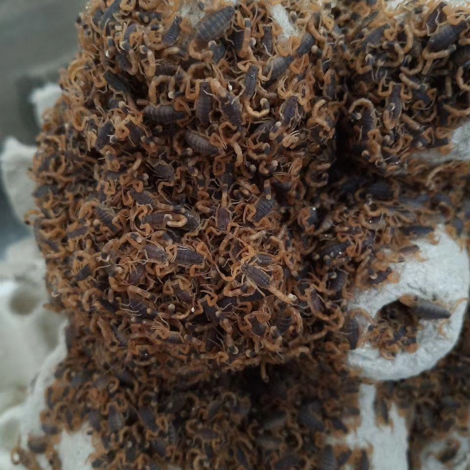 年产两吨蝎子,常年提供蝎种,和出售活蝎子,回收各龄蝎子苗