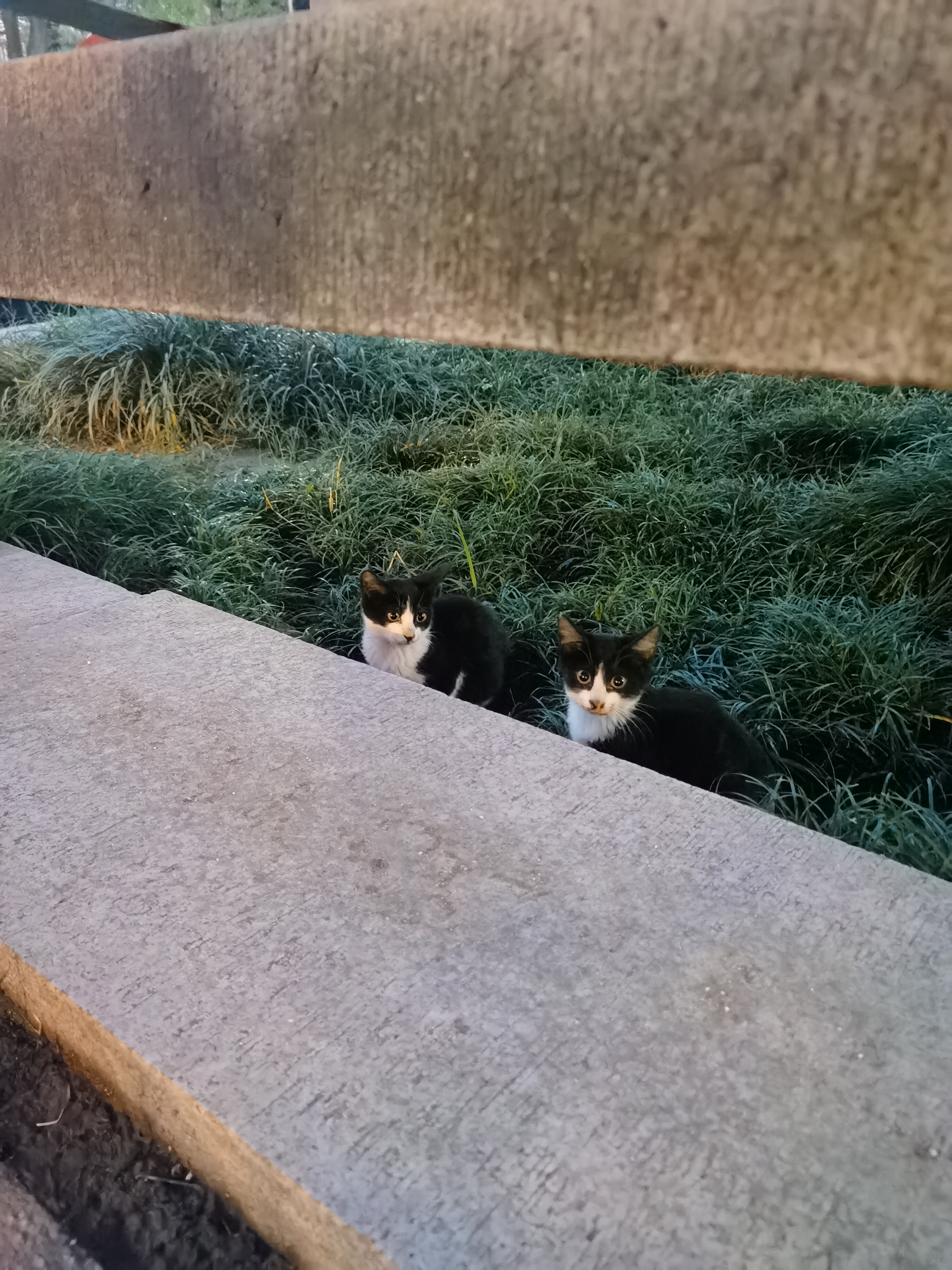 这两天又捡了两只小奶牛猫 看着应该有两个多月左右吧 因为最近天天