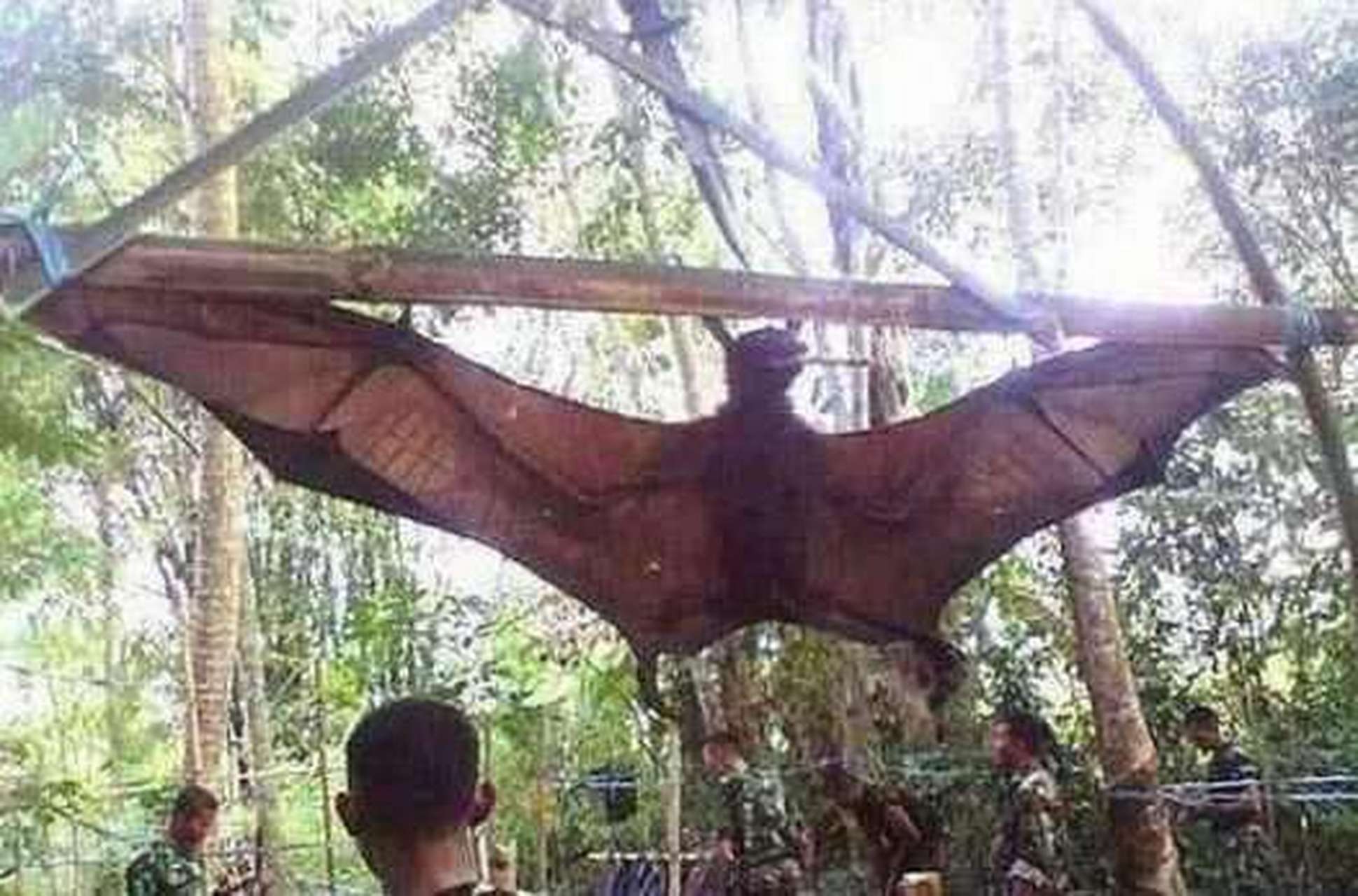 你们快看,我在一个地方里看见一些人补着一个特别大的蝙蝠.