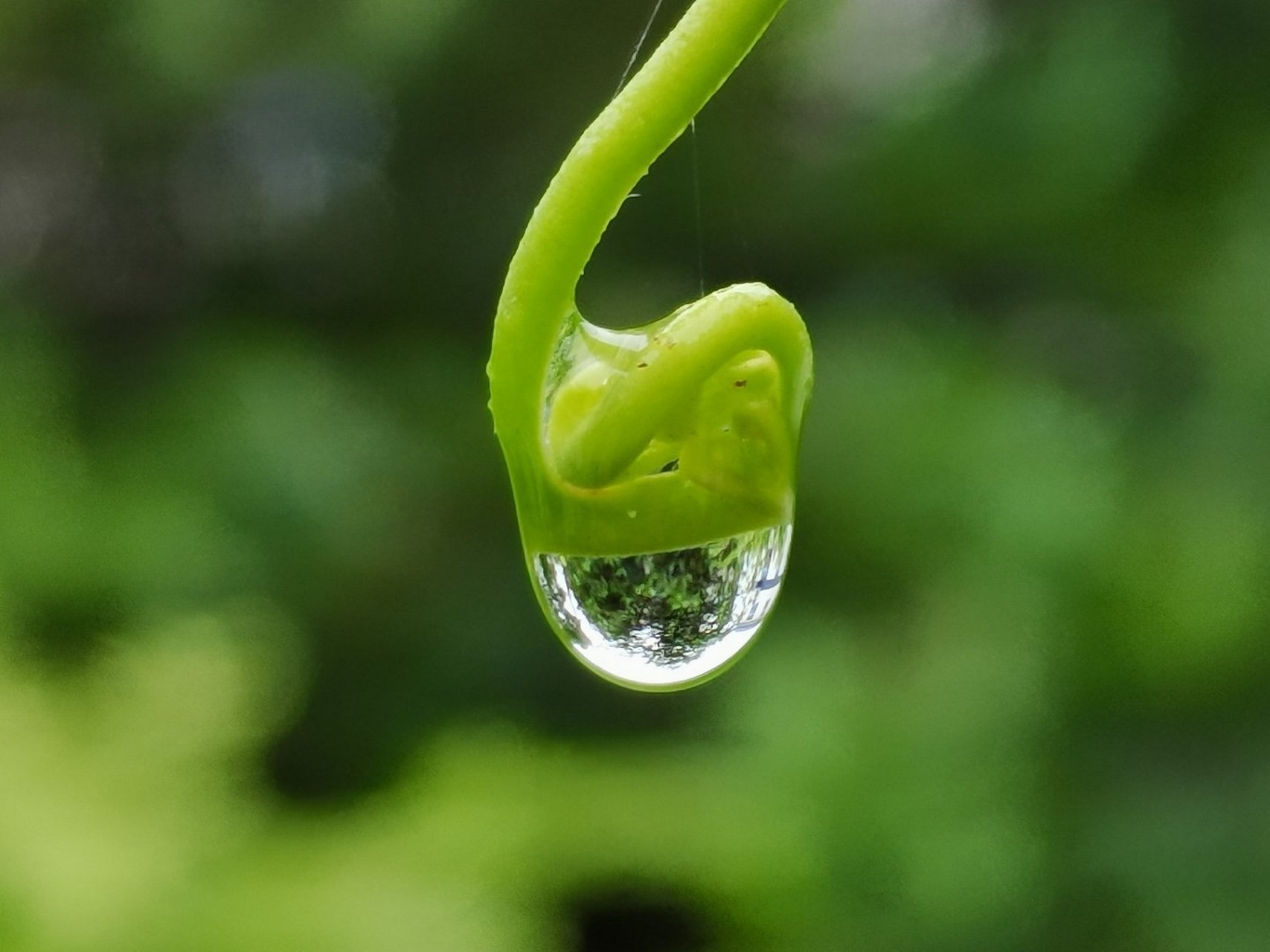 阳光雨露水之灵