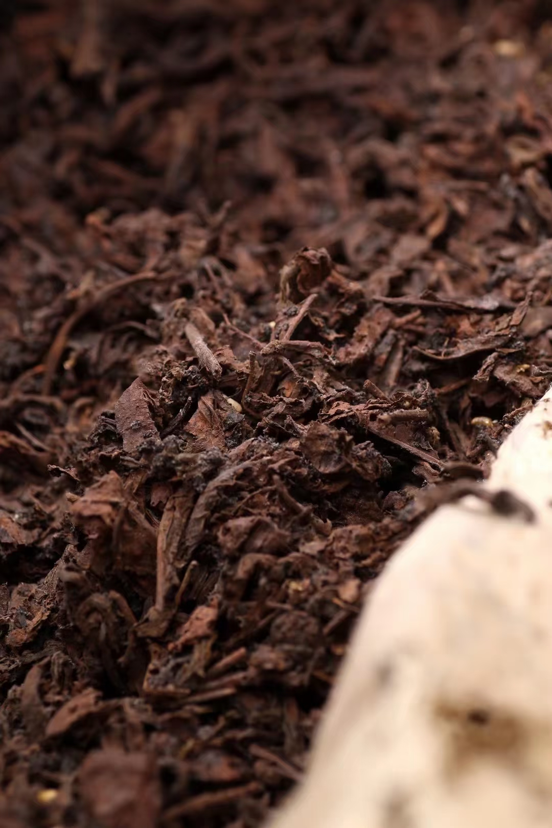 兴【易武参香陈韵虫屎茶】老生茶 老易武,早期易武正山老树普洱茶发酵