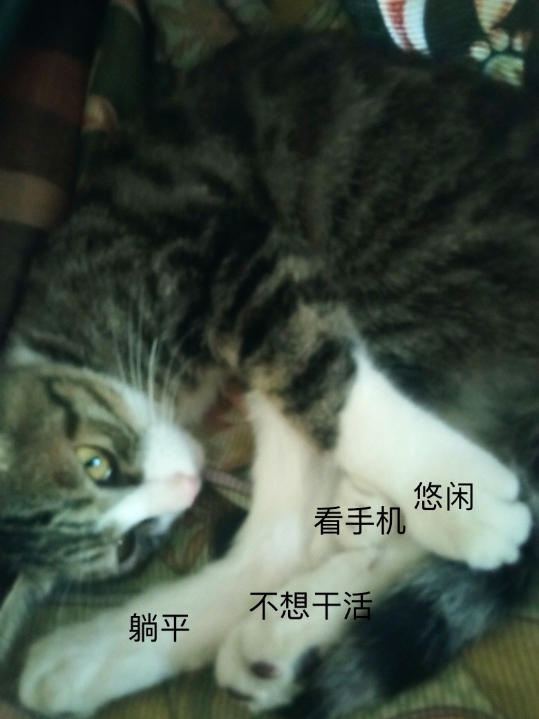 猫猫查房表情包图片