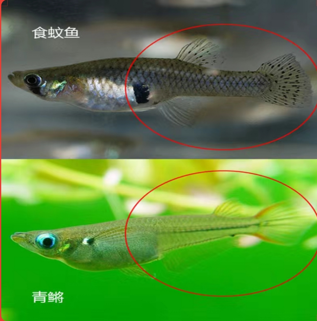 区分食蚊鱼和青鳉鱼