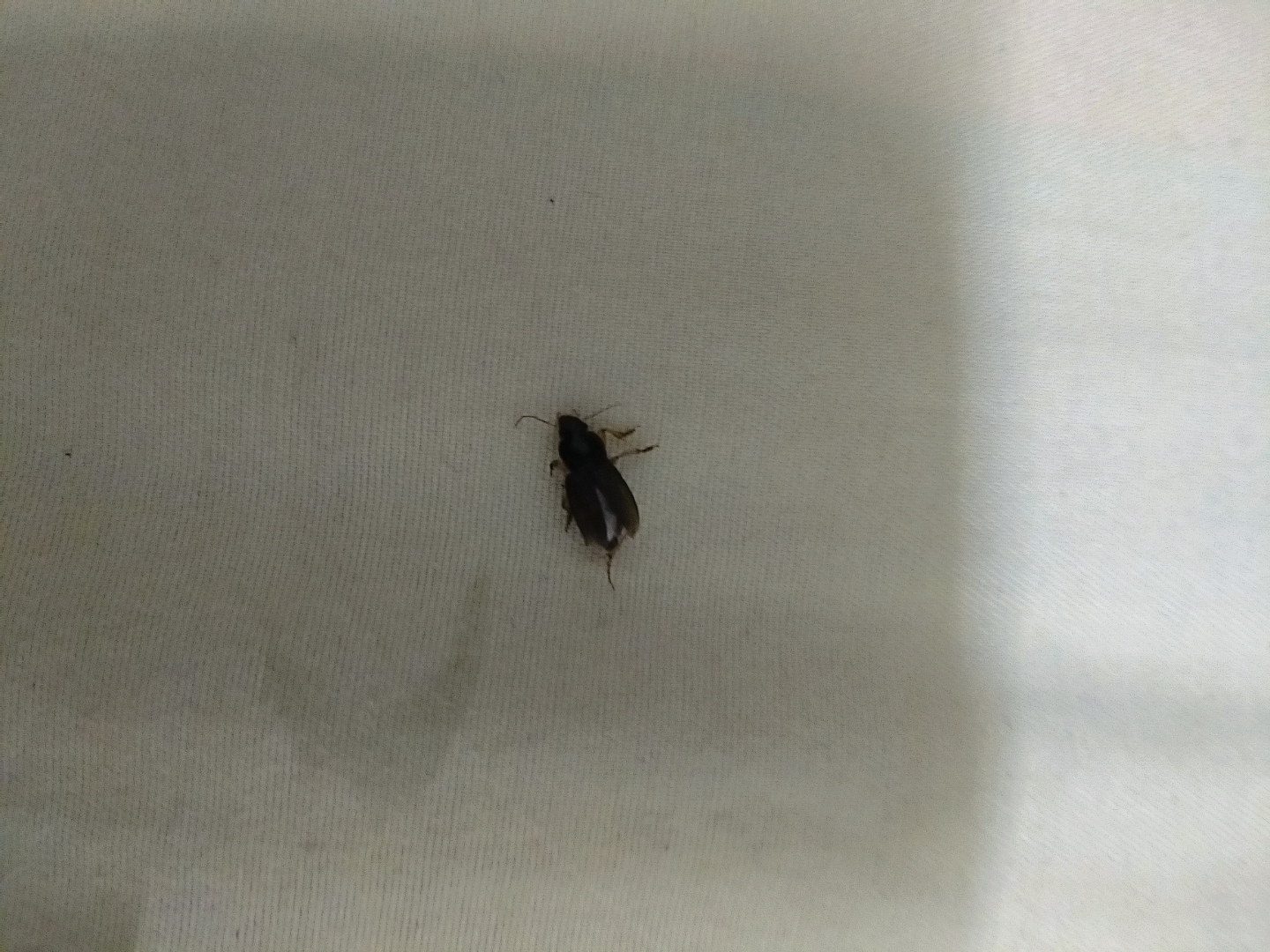 谁能知道这是什么虫子,在家里发现了好几只,有一厘米长,壳很硬.