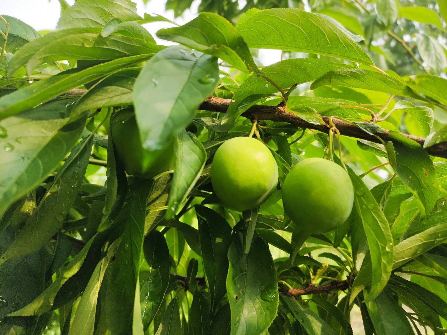 来领抖音推荐(未删减)《唇间想》戚枕檀喻橖by左