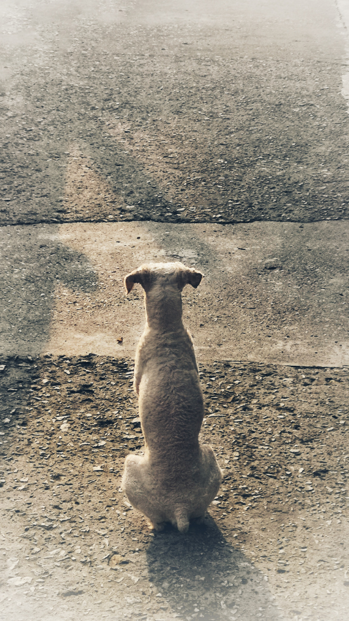 手机摄影# 路遇一条流浪狗,这背影莫名让人觉出一种孤独感.