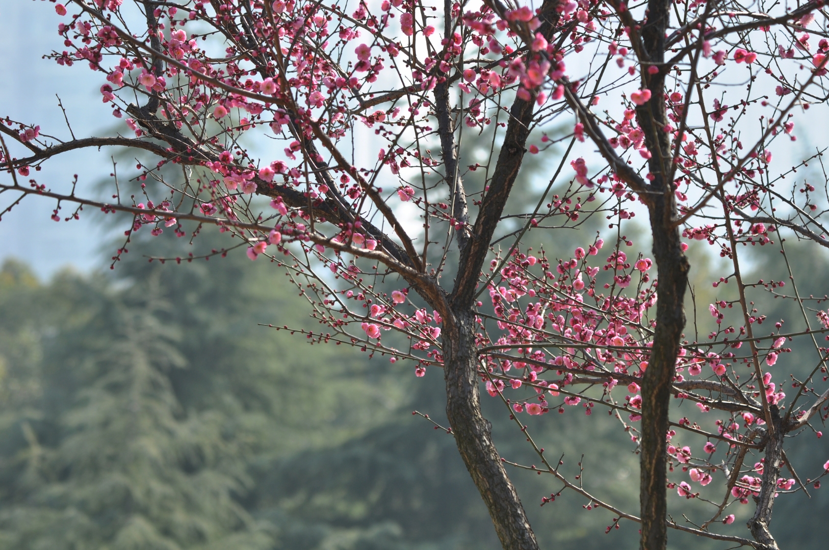 沙湖公园梅花图片