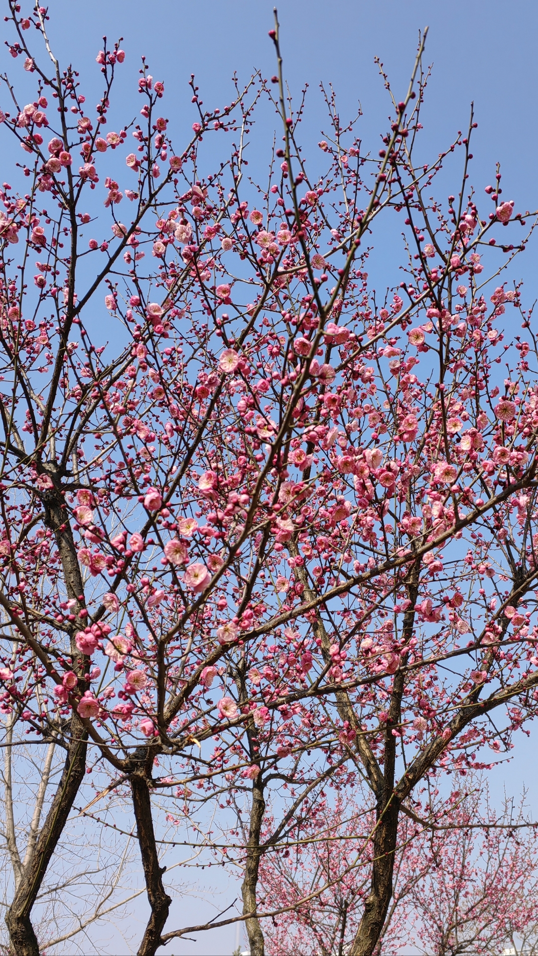 沙湖公园梅花图片