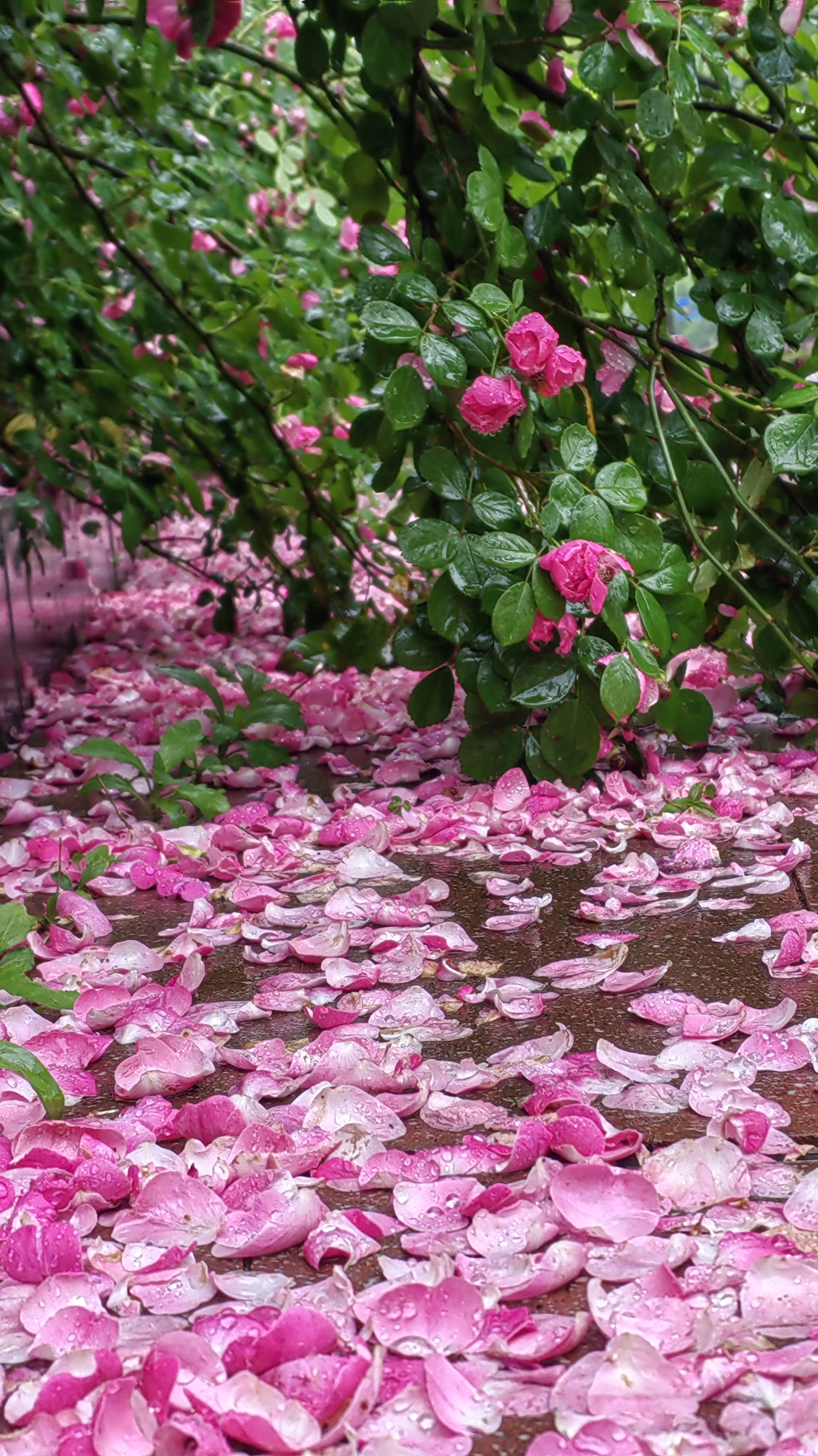 雨水在花瓣上凝聚,在叶片上奏曲,吟诵春末夏初的美好时刻