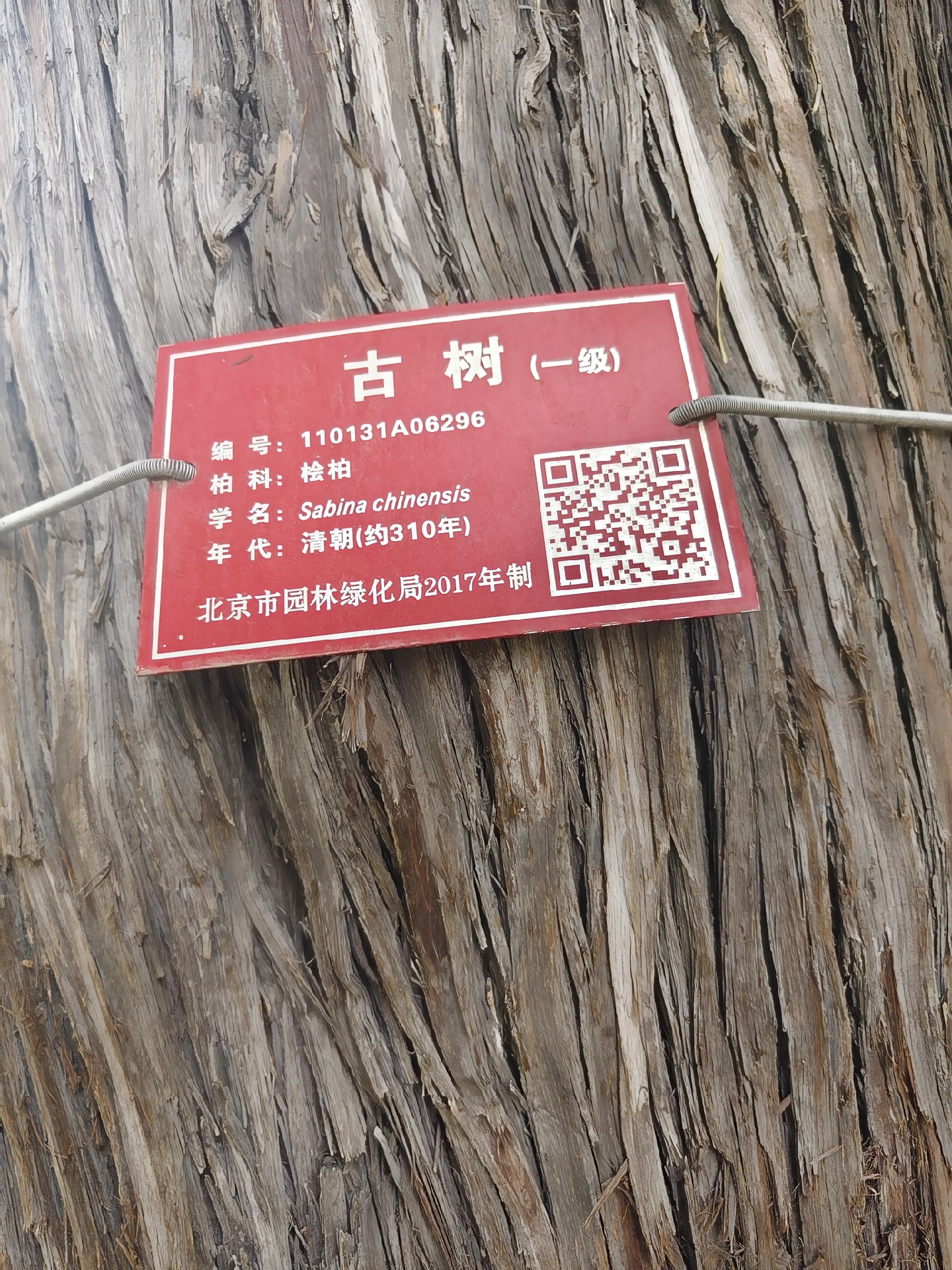 景山公园《310年的古树·桧柏》