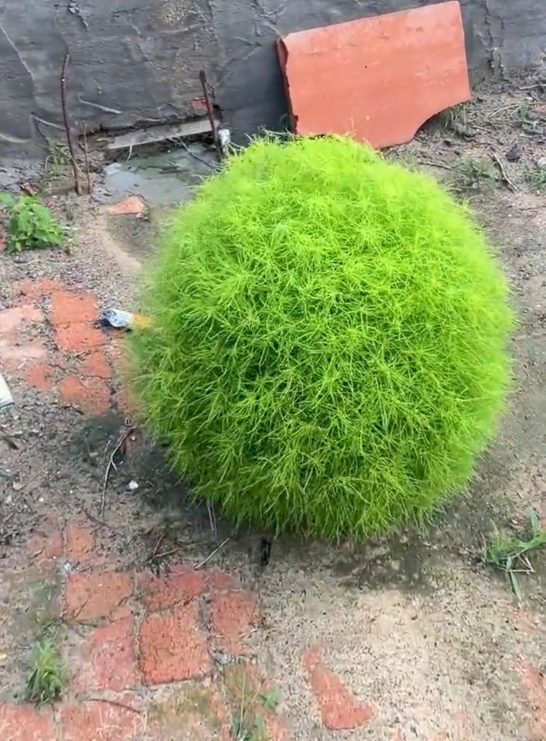 长成一团绿色的圆球,像毛线球一样,还怪好看呢,不知道是什么植物,当成