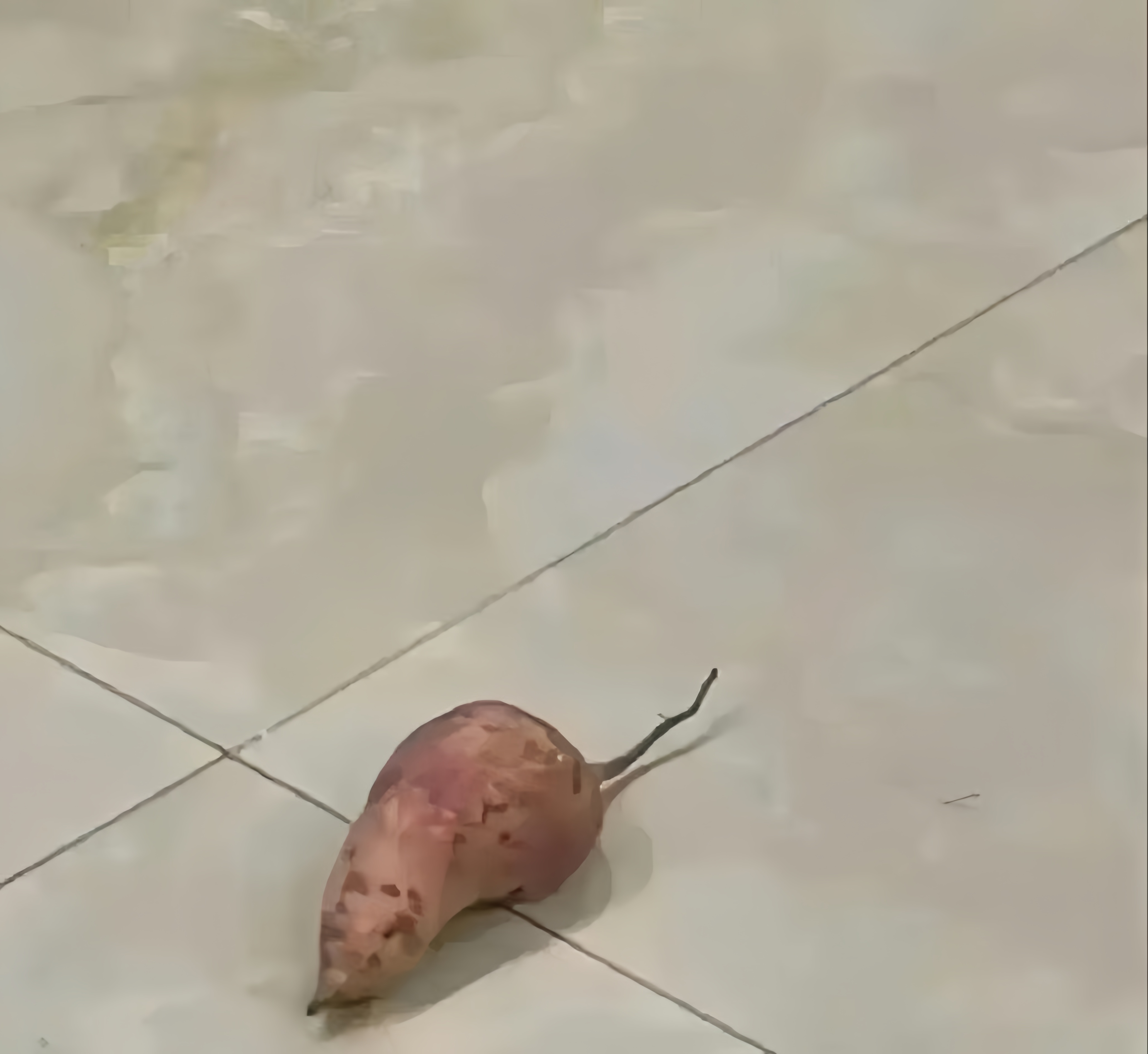 被老婆看到,吓得赶紧跑.叫我出来打老鼠,我看到后偷偷捡起,扔她身上.