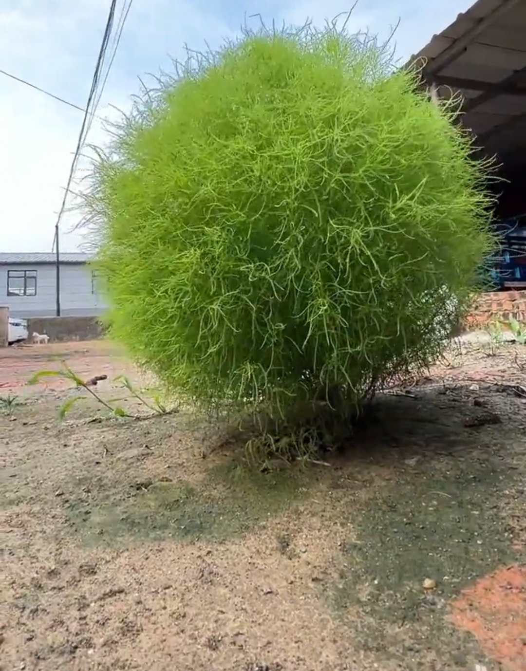 路边绿化圆球植物图片