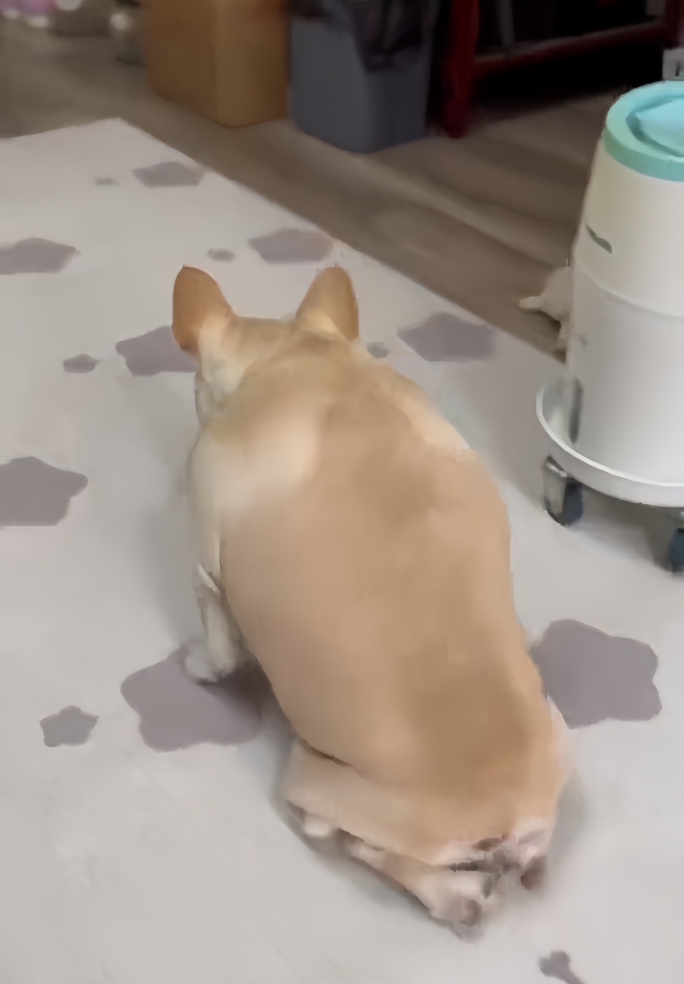 狗为什么不吃青蛙骨头