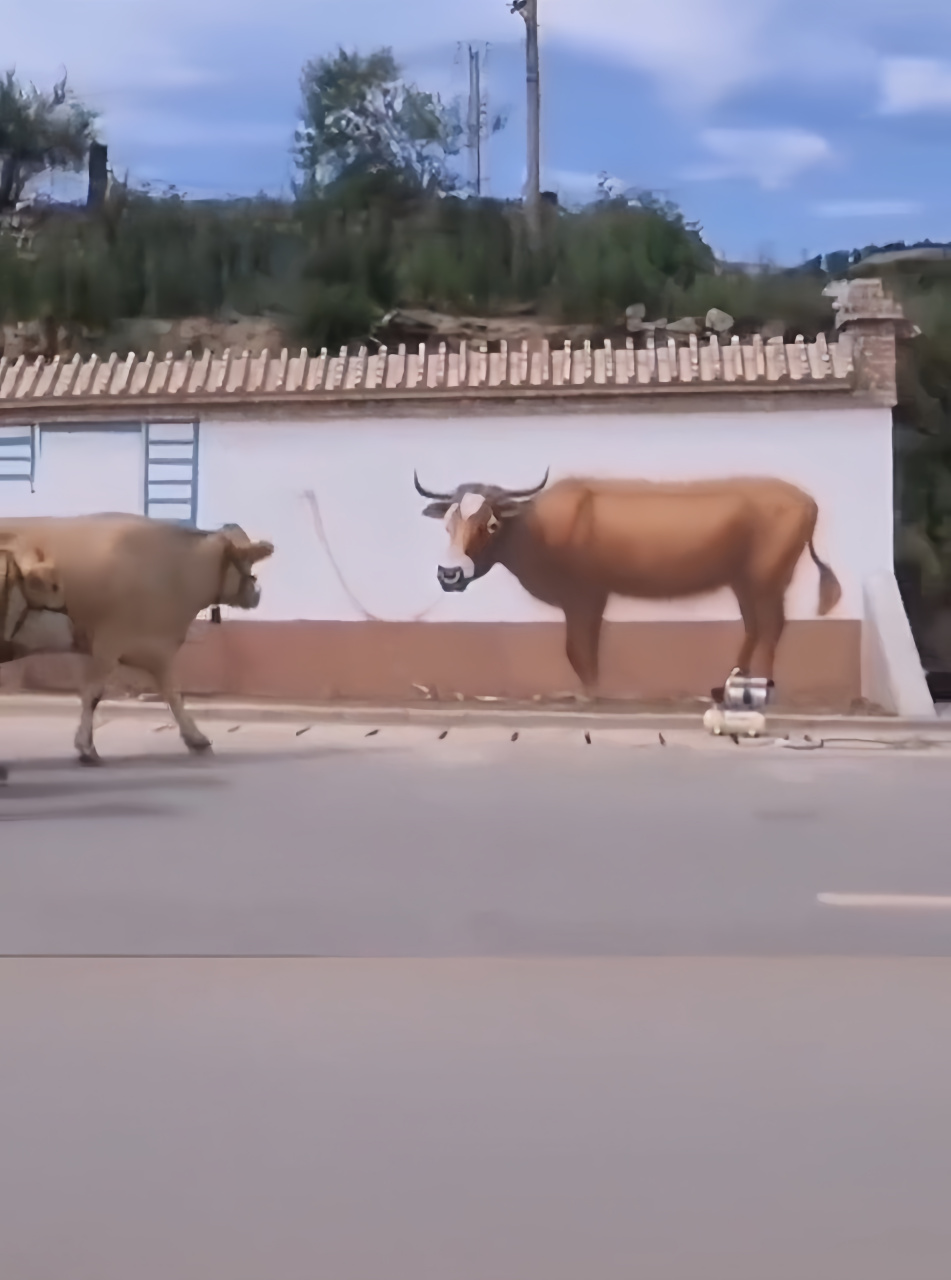 农村的壁画真的很逼真,老黄牛都认错了,以为是真的牛,还盯着对视了好