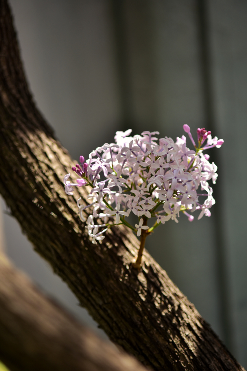 满城飘散着丁香花香.拍了一组图片共赏.#哈尔滨