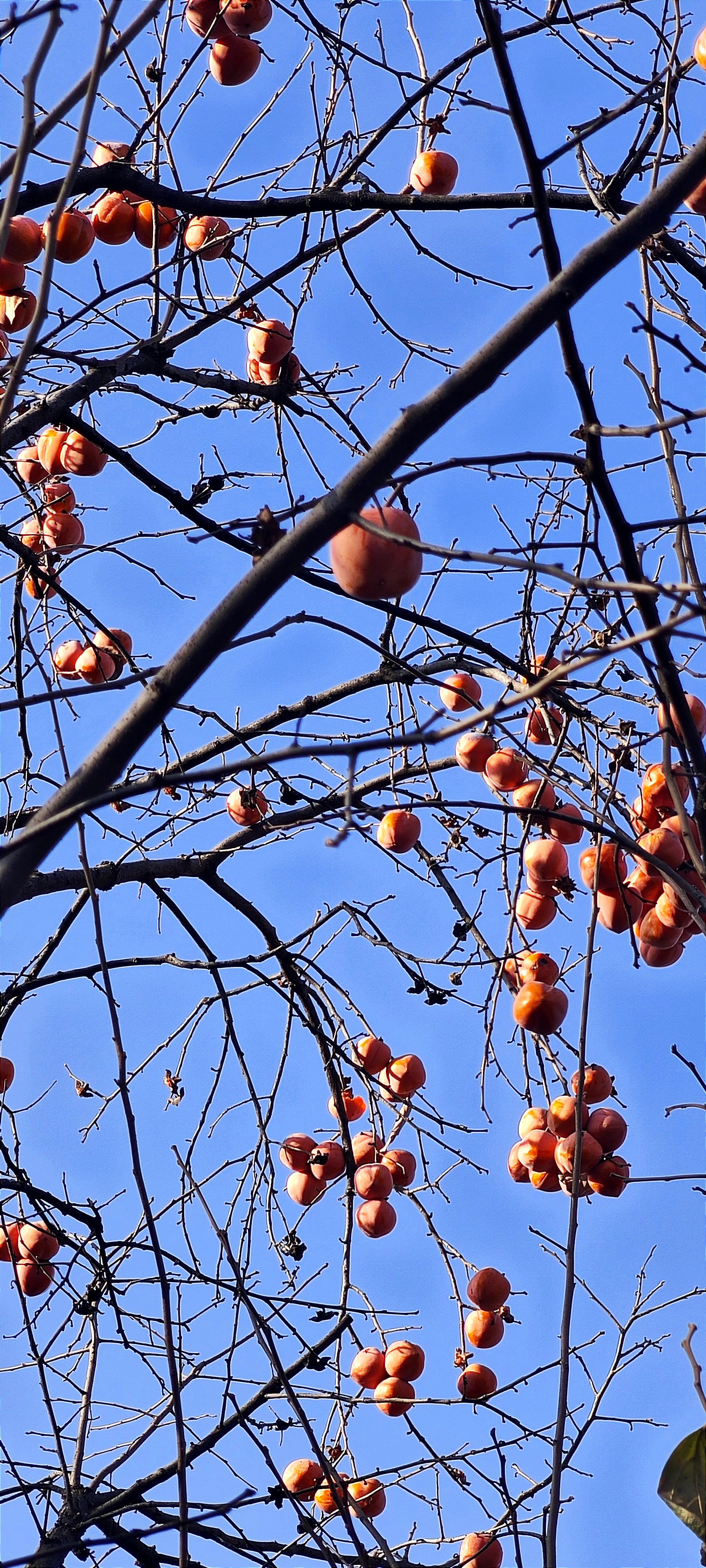 柿子树下,阳光透过树叶,洒在金黄色的柿子上,仿佛整个世界都变得温暖