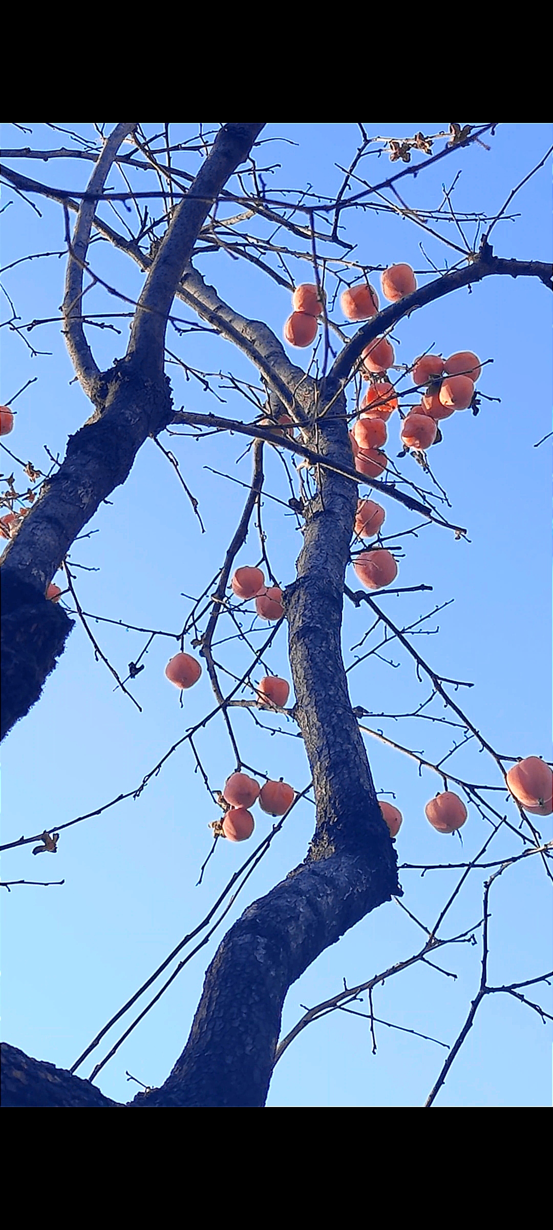 成熟的柿子,像一个个小灯笼映红了山川