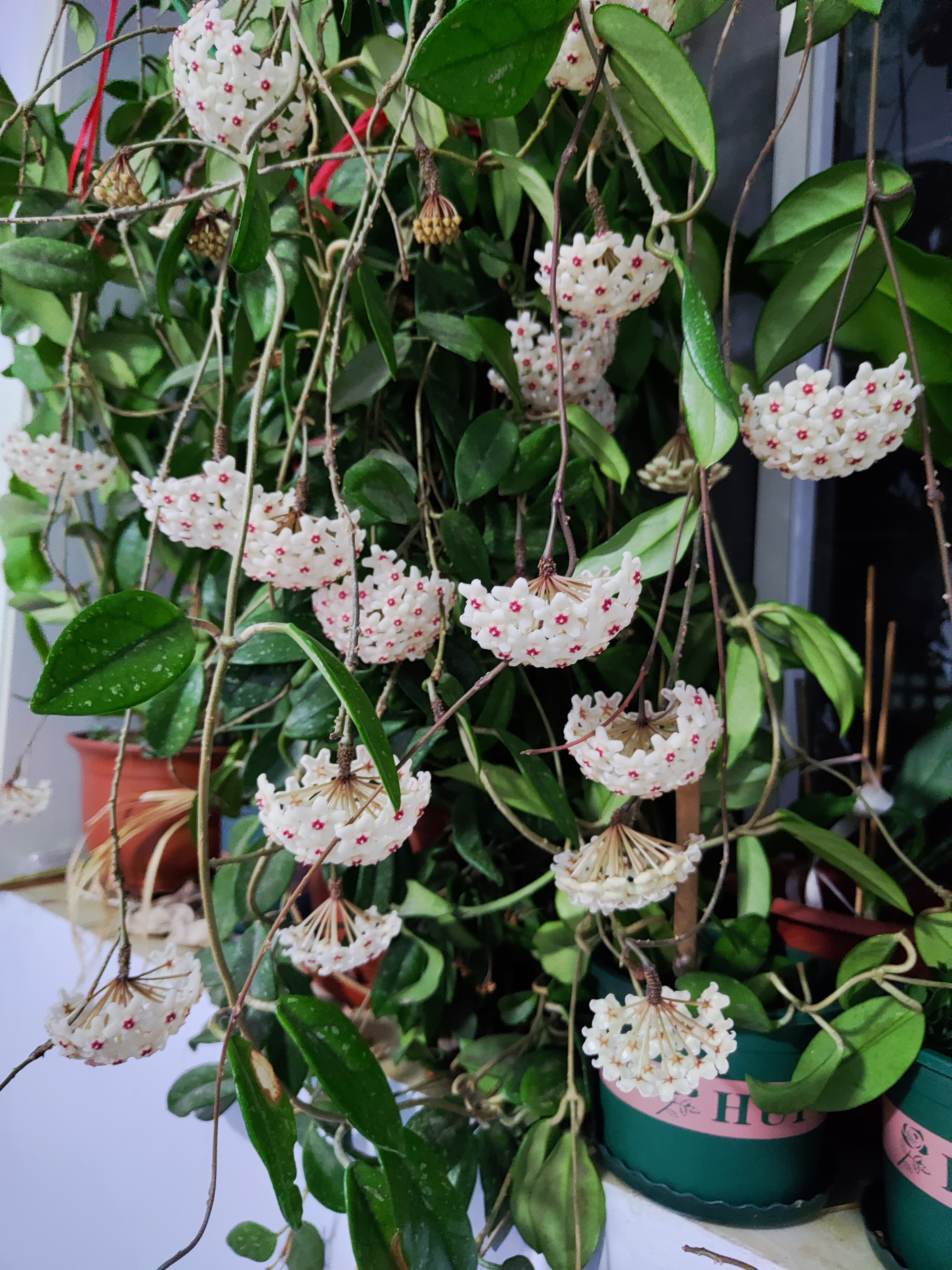 球兰的高光时刻