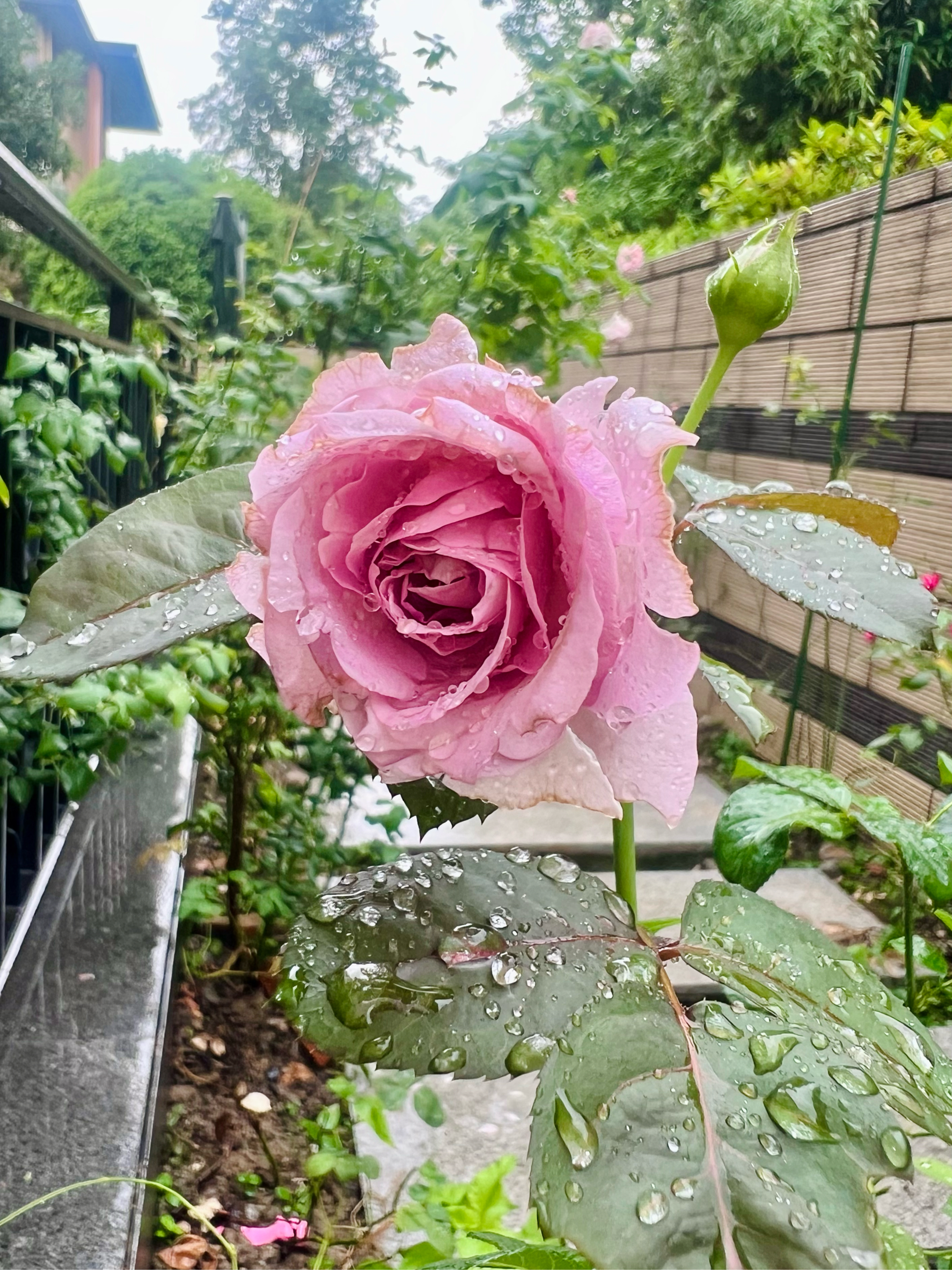 雨中的月季