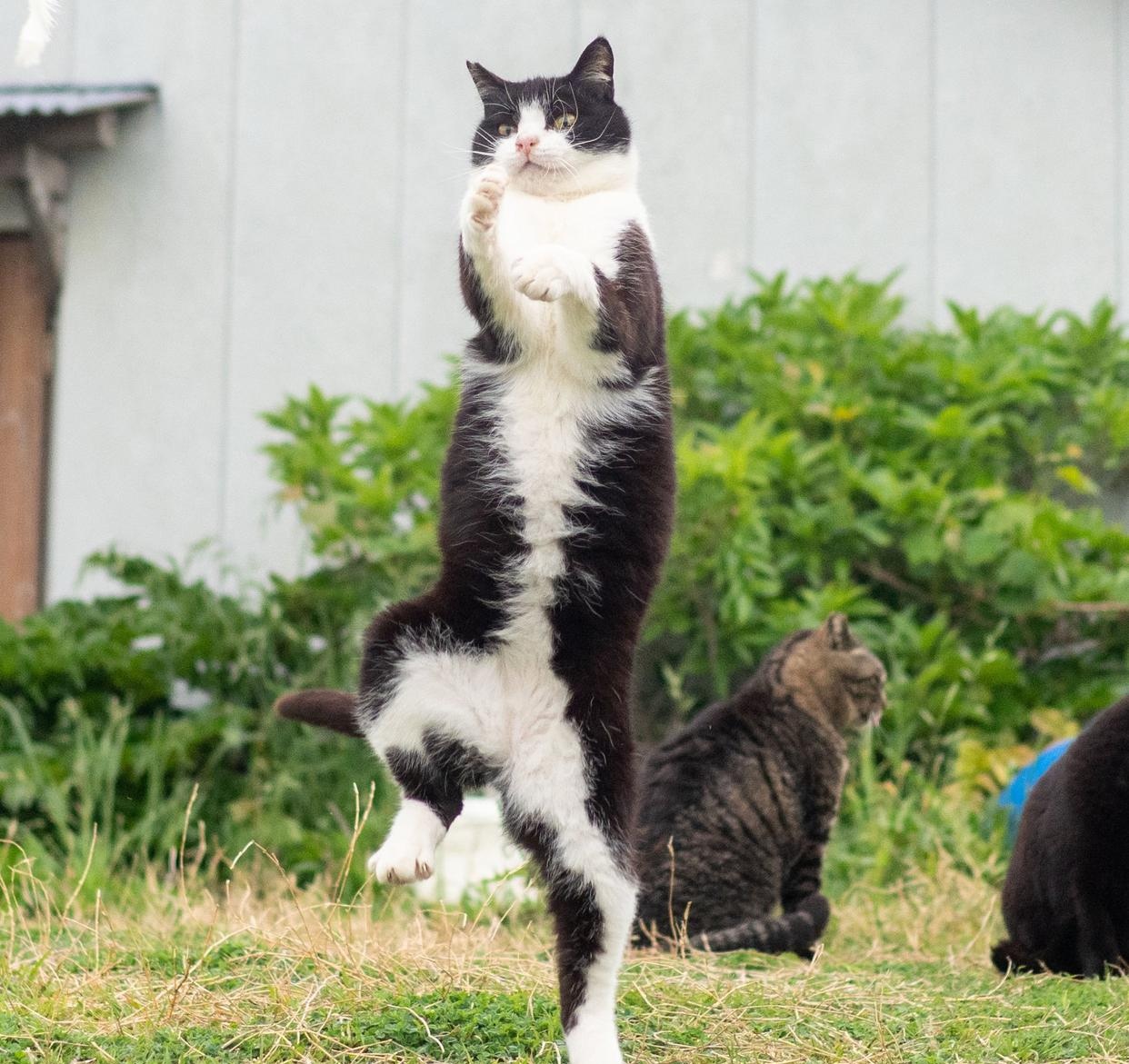 拳猫武术（传统武术猫拳） 拳猫武术（传统武术猫拳）《猫拳系列有什么》 武术资讯