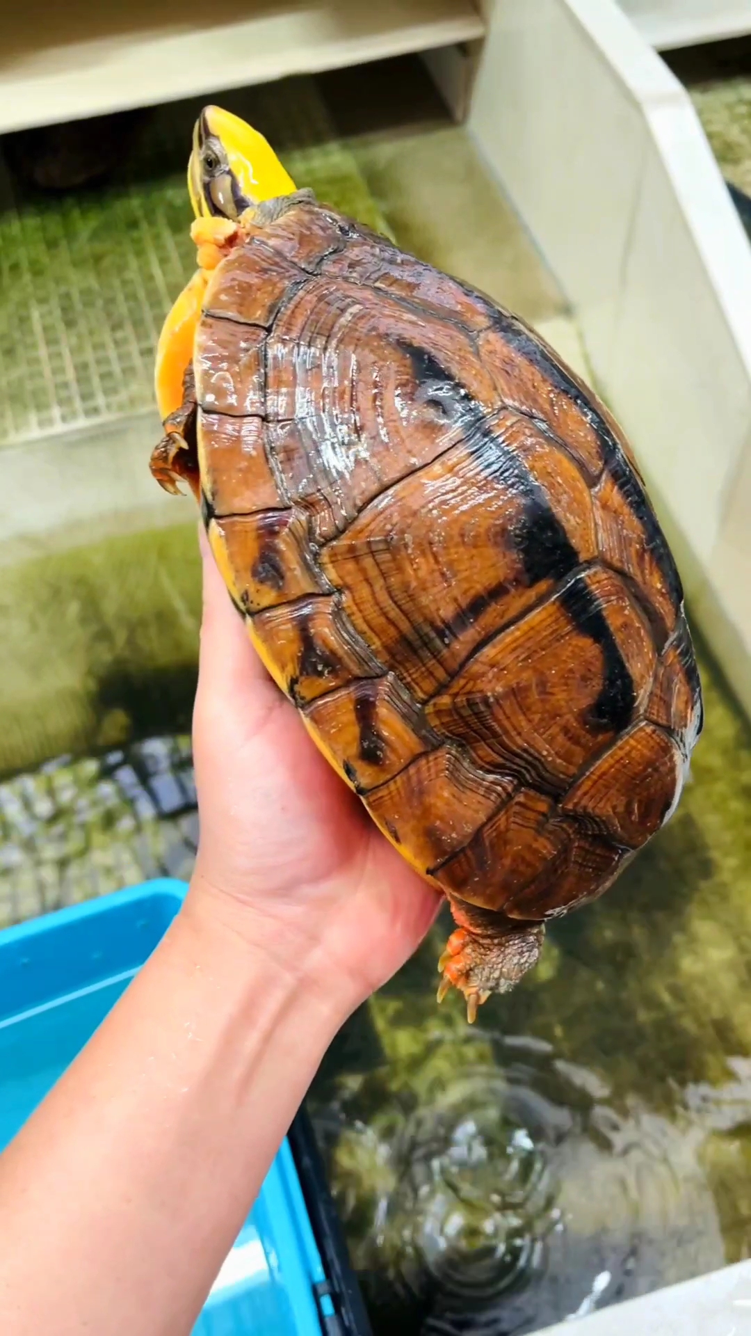 98超酷炫的三线闭壳金钱龟来袭!97