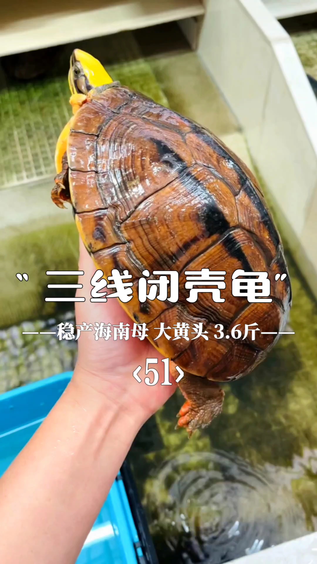 超酷炫的三线闭壳金钱龟来袭!