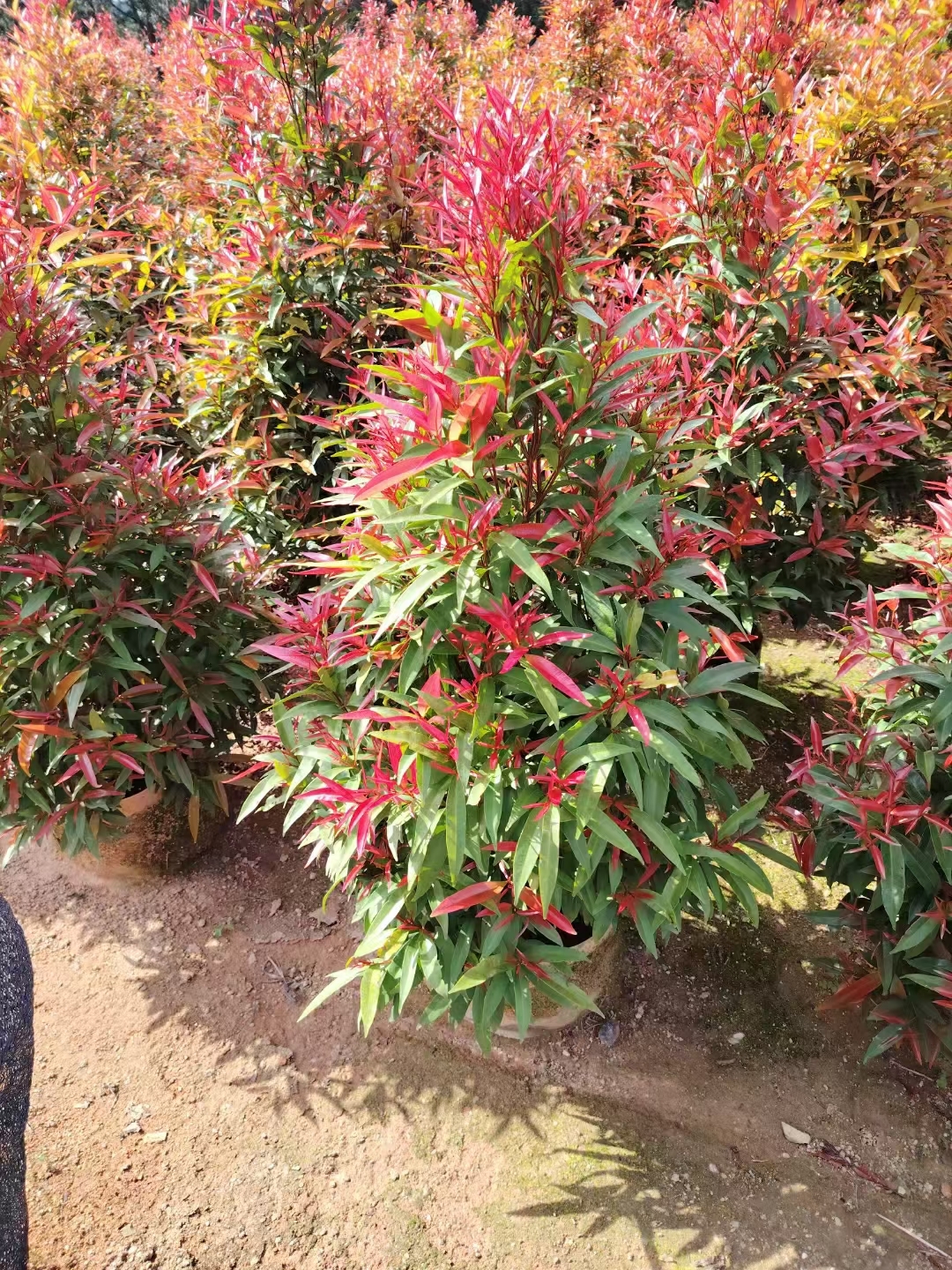 红车植物# 红车植物,学名红车轴草,是一种多年生草本植物,因其叶片与