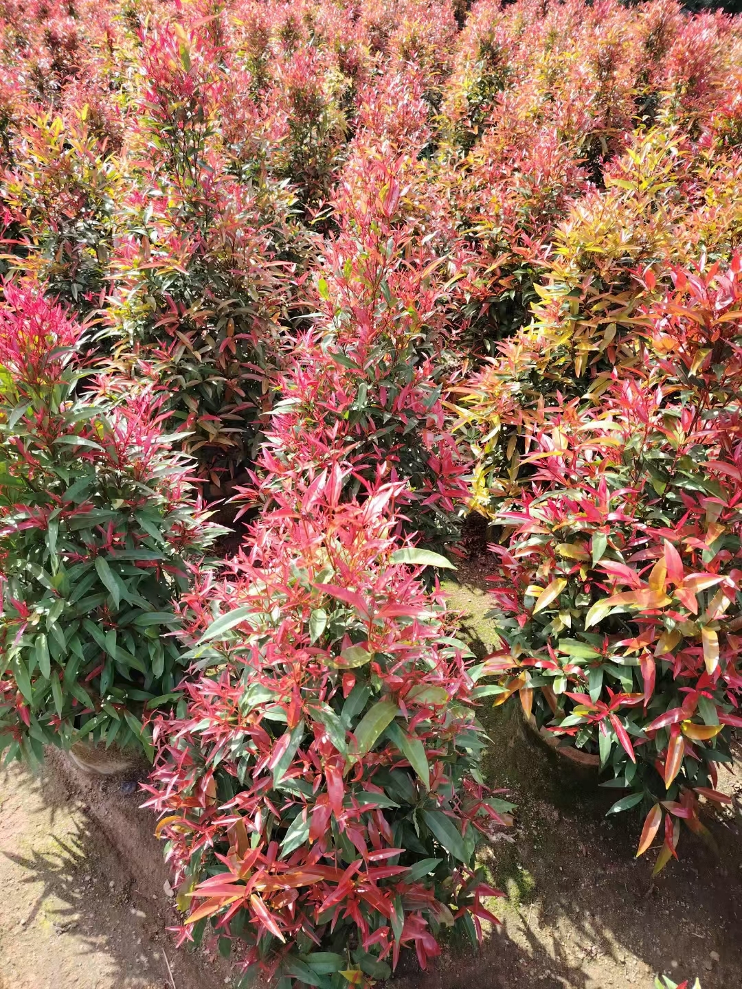 红车植物# 红车植物,学名红车轴草,是一种多年生草本植物,因其叶片与