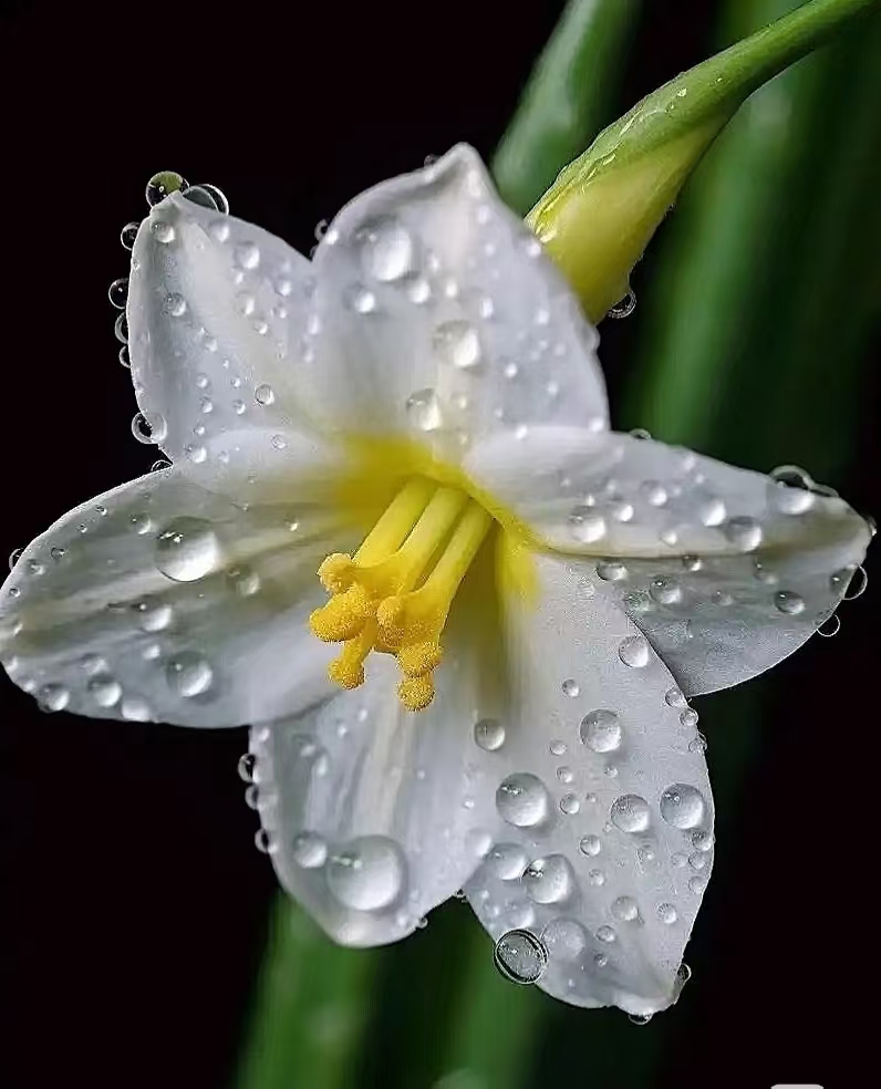 水仙六片花瓣盛开水仙花像什么雨后的水仙花图片唯美六个花瓣水仙花